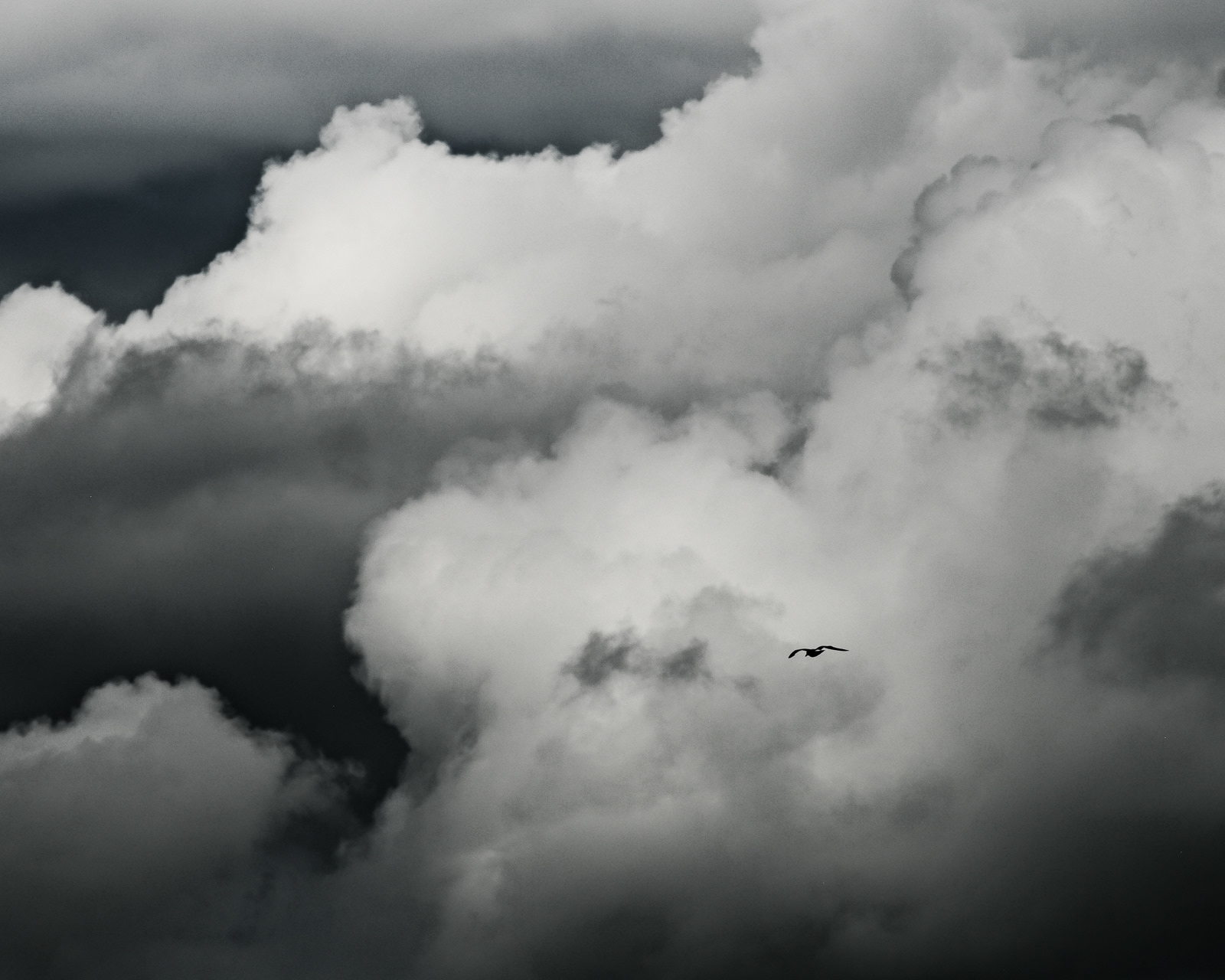 Wings in the Storm