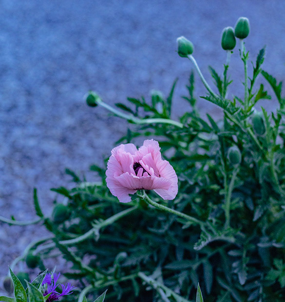 pink poppy flower