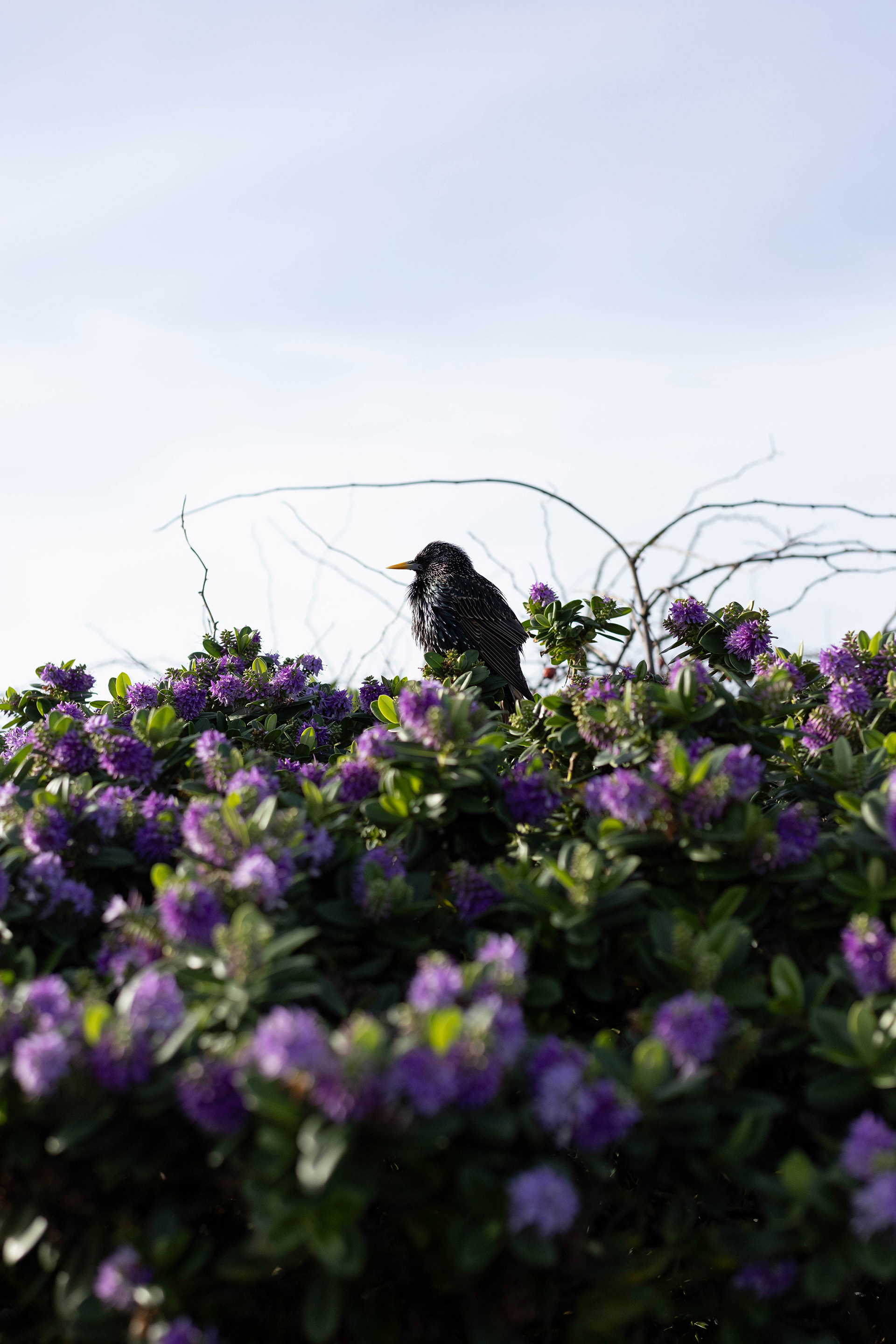 Starling bird on top of bush with purple flowers