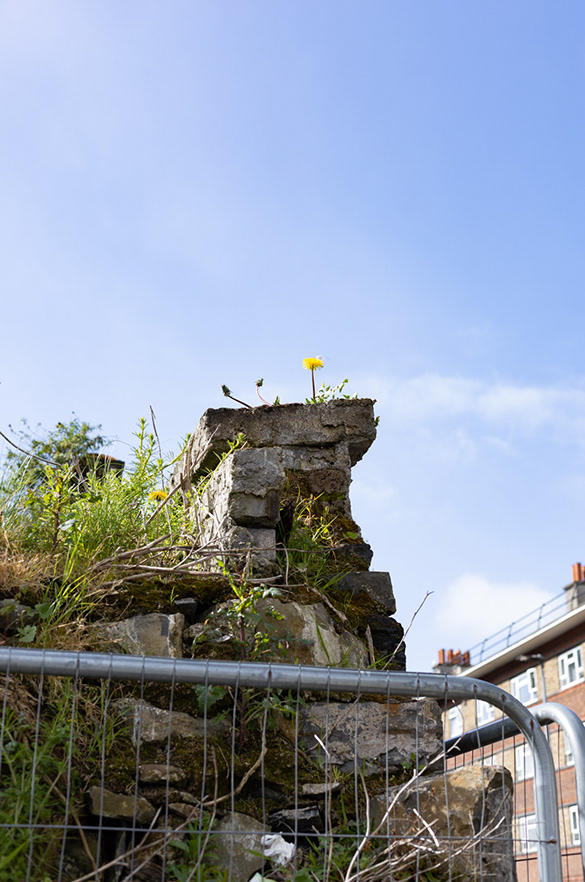 dandelion growing out of old wall against blue sky