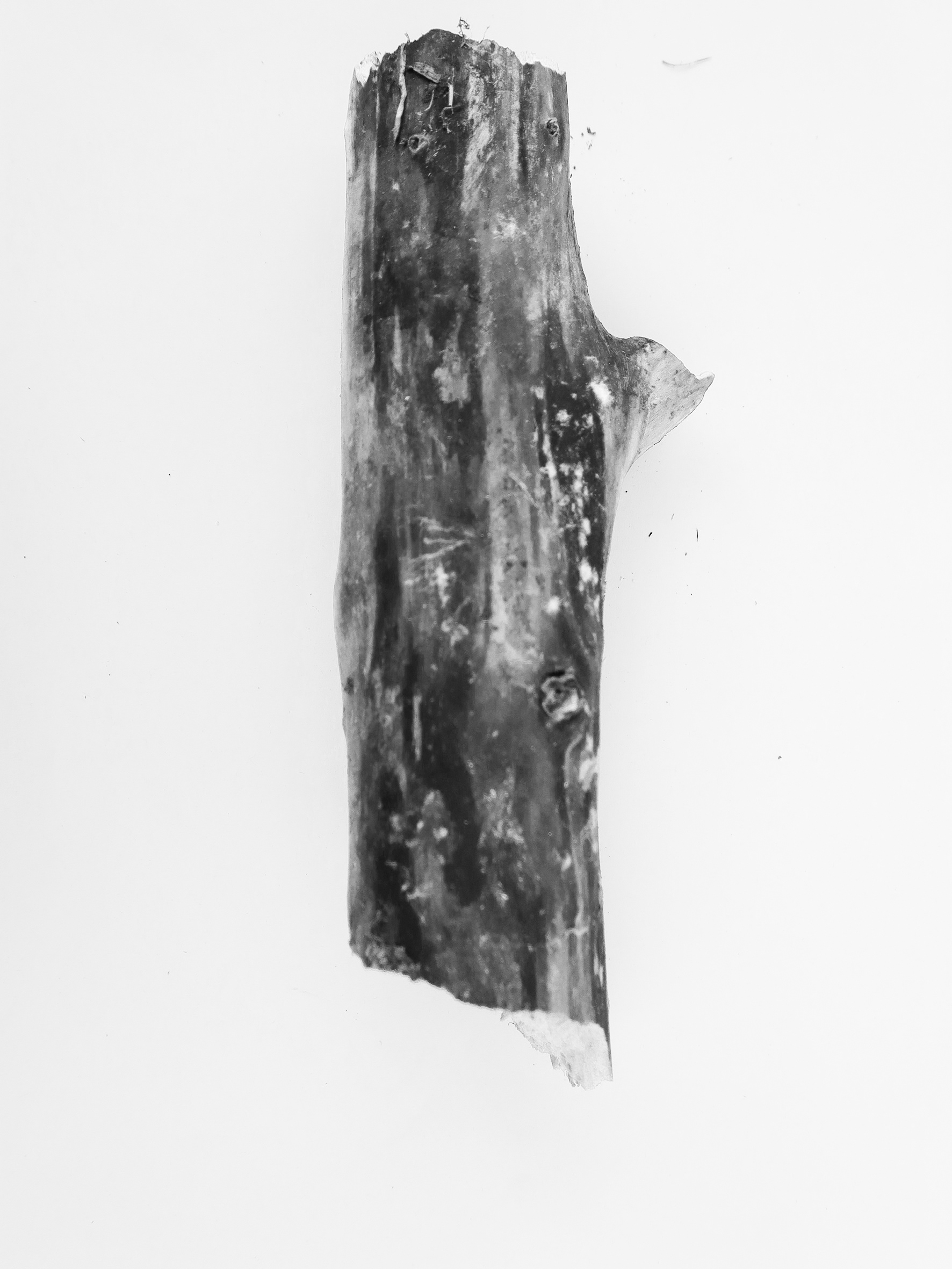 in a wood study . Klein Willebroek (B)