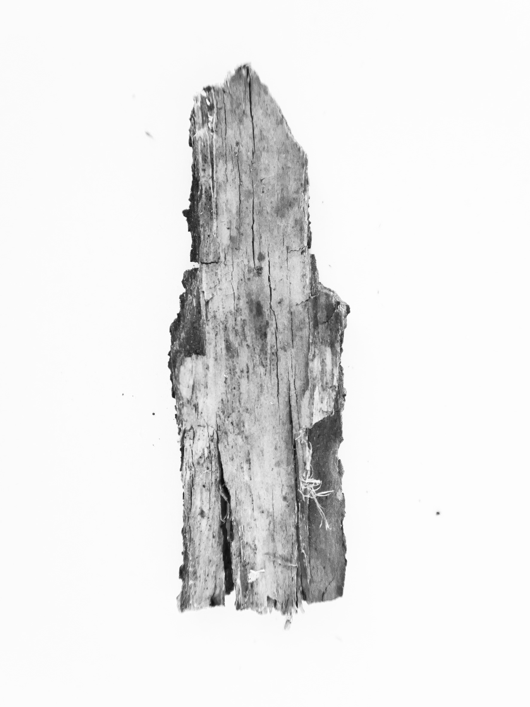 in a wood study . Klein Willebroek (B)