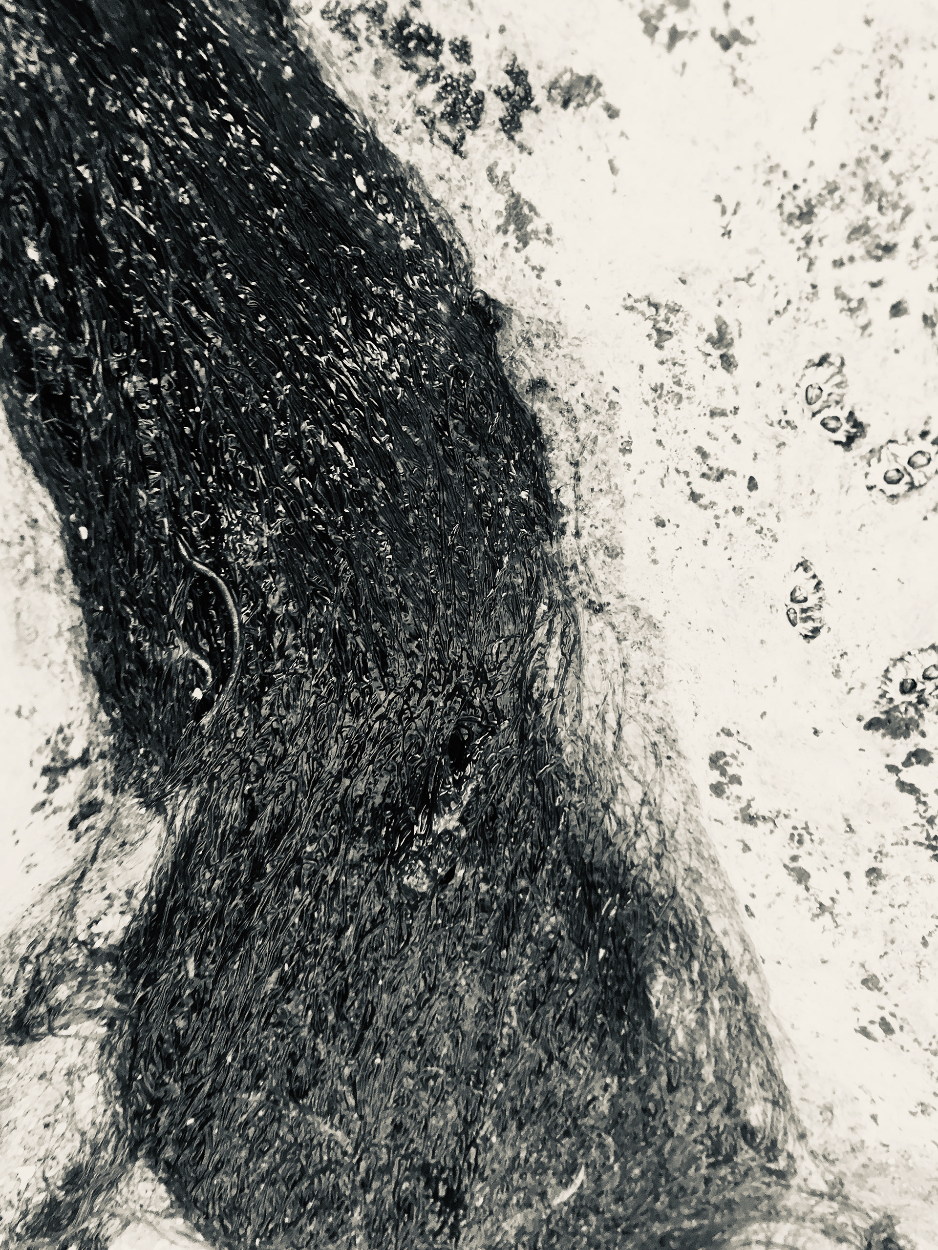 ( s ) h e . Ericeira (PT)