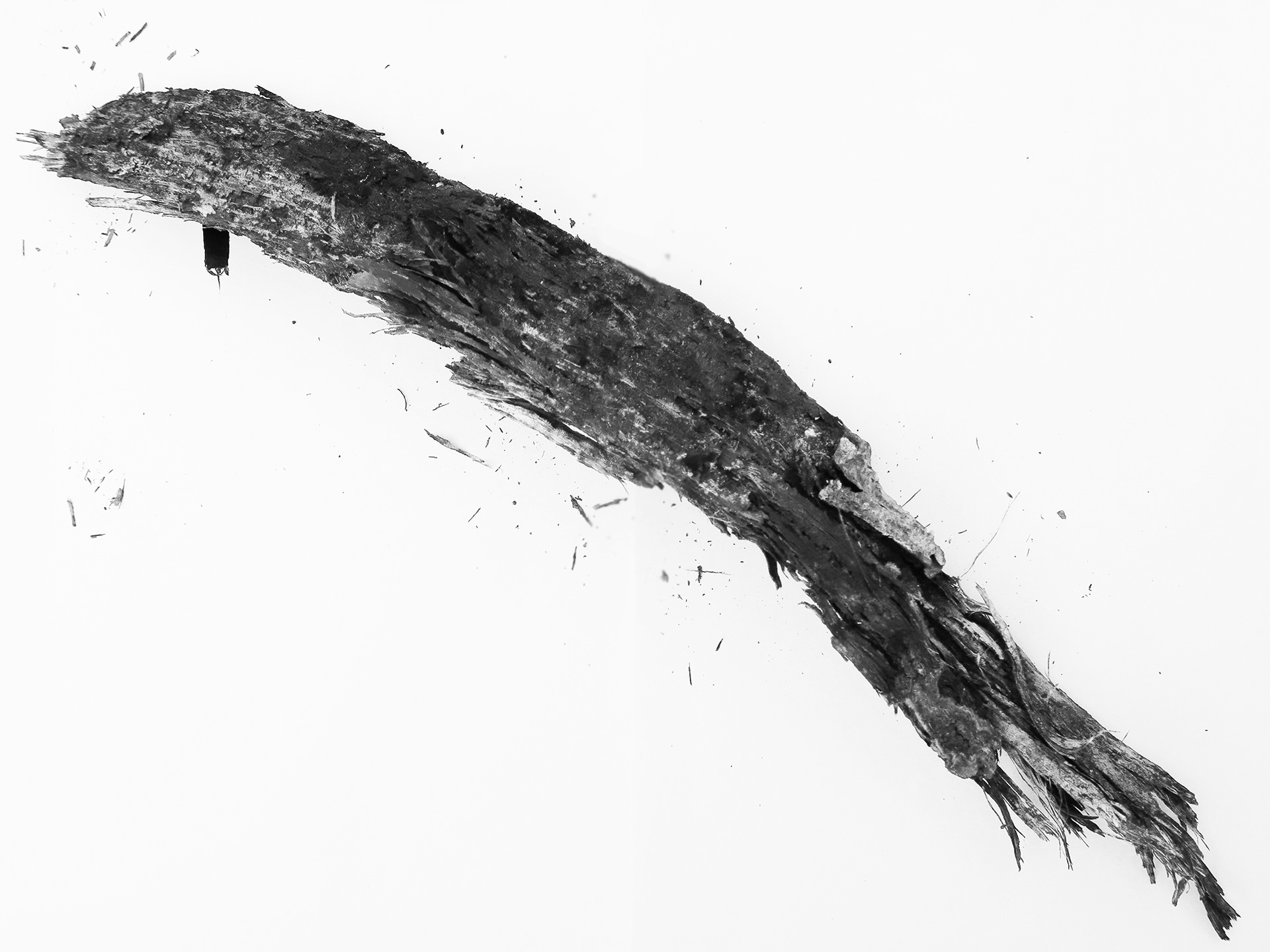 in a wood study . Klein Willebroek (B)