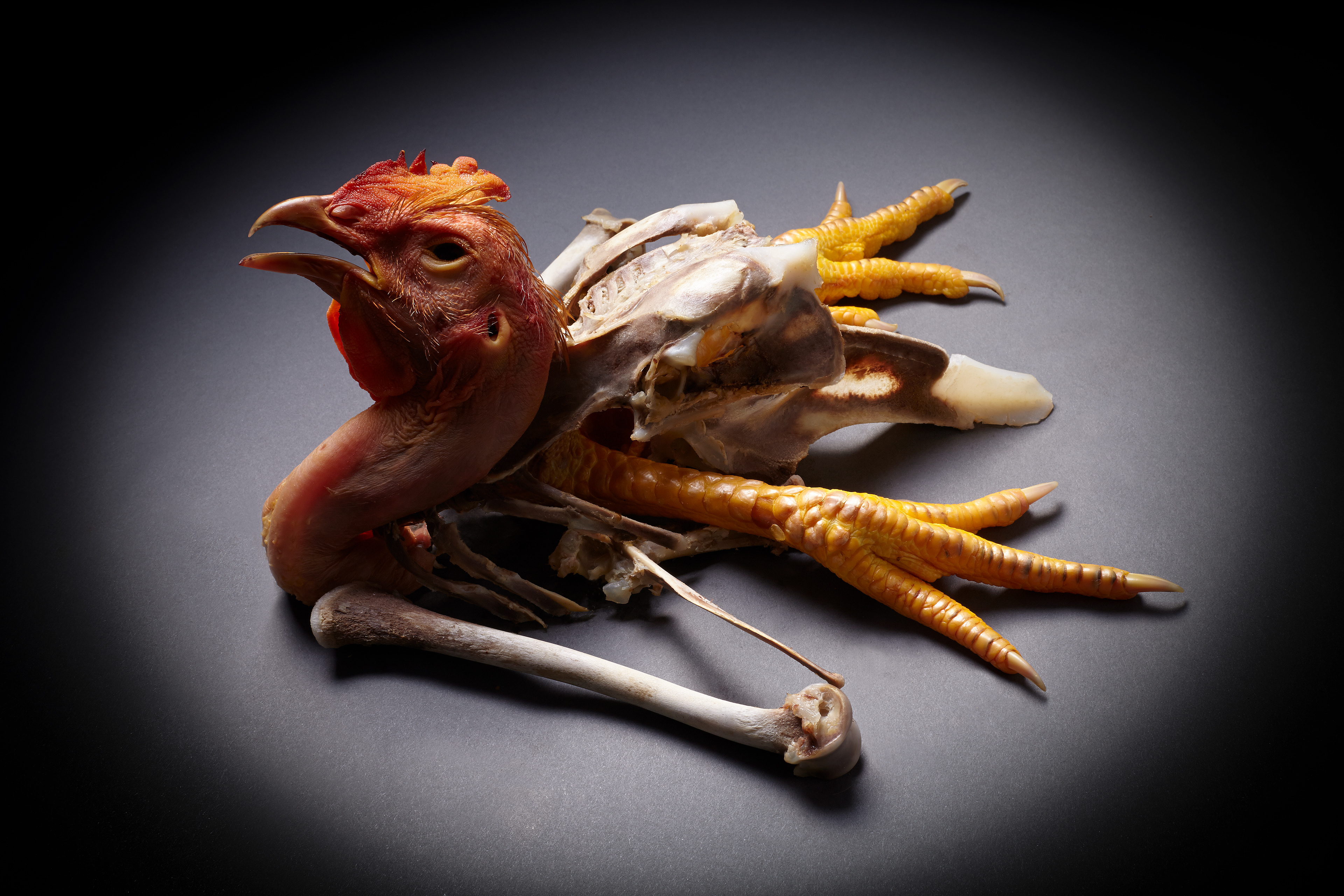 Alison Brusson Photography Squelette Poulet