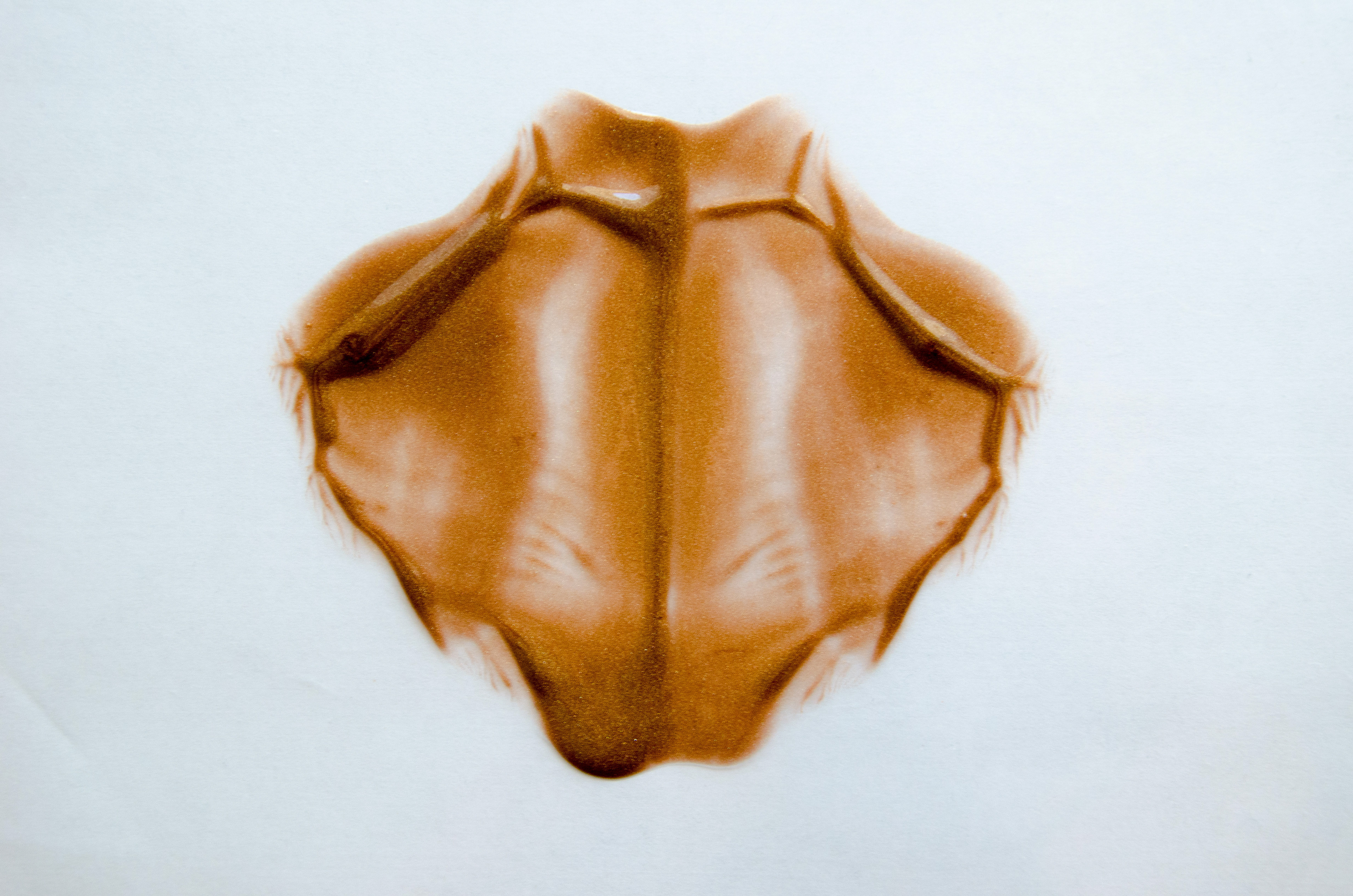 Alison Brusson Photography Back Dos Butterfly Paint