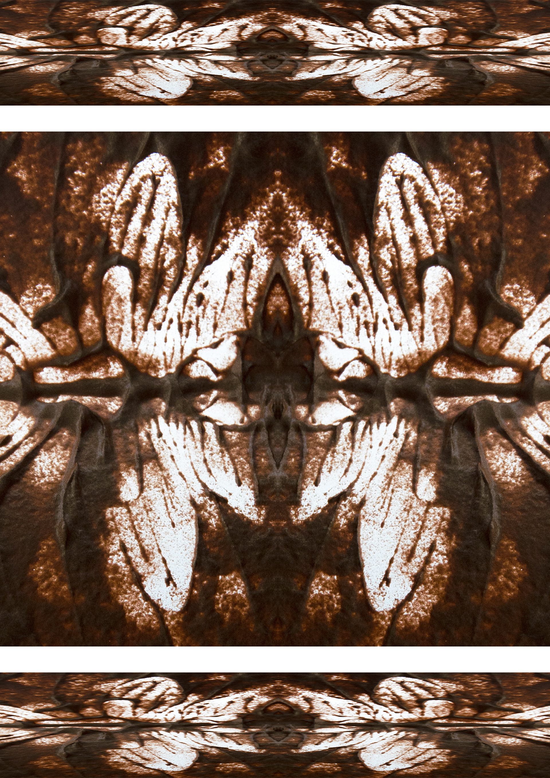 Alison Brusson Photography Brown Butterfly