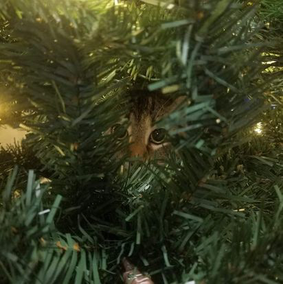 Peek-A-Boo (Christmas 2022)