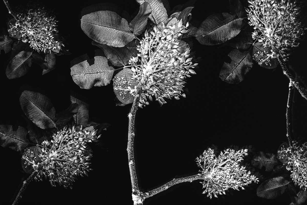 Pistachio Tree received an Honorable Mention In Monovisions Awards