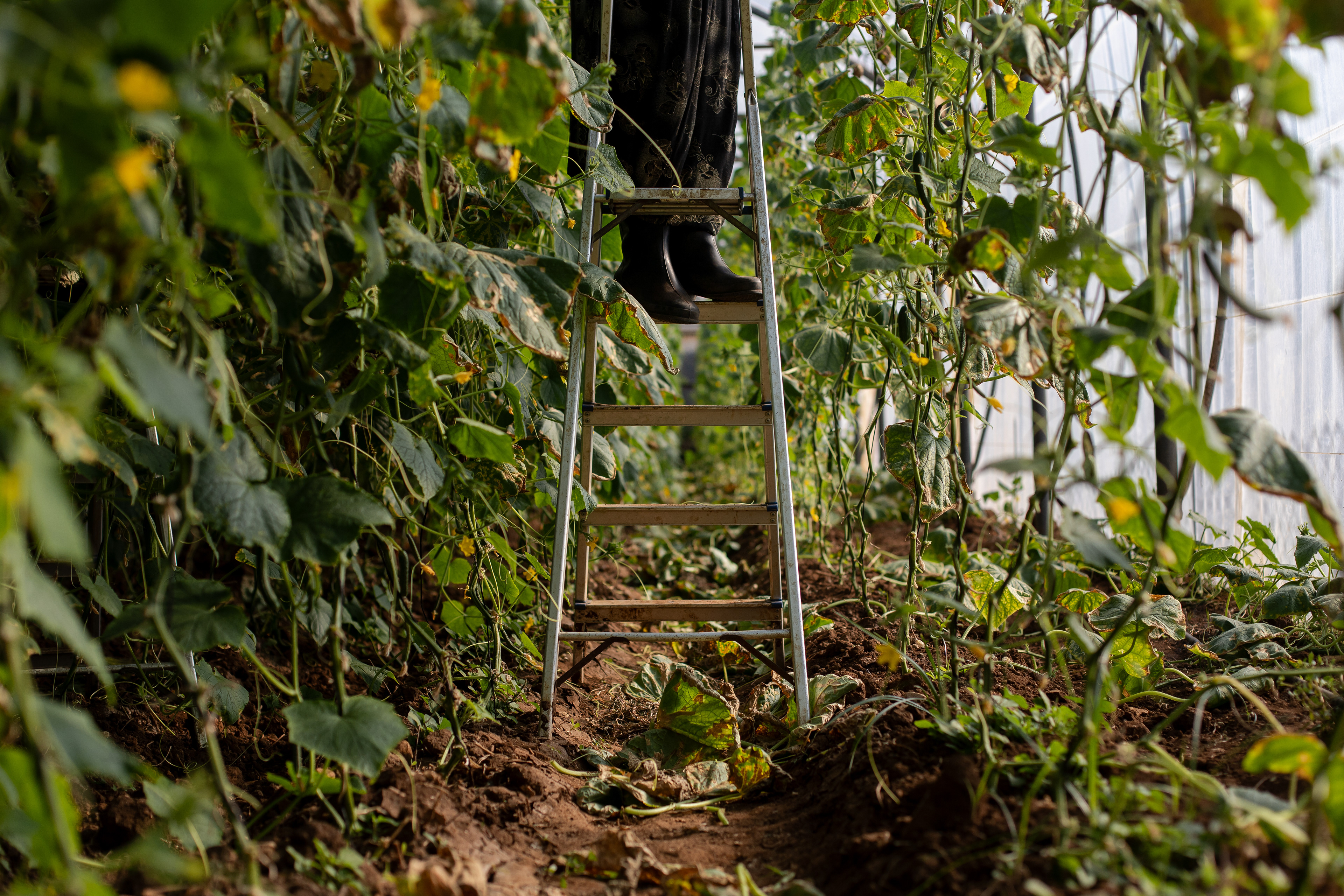 Munira* stands on the top of a ladder picking away the dead leaves and roots on the top of the cucumber plants. At 56 years old she struggles to keep her balance especially in the summer when the temperature can exceed 44 degrees celsius and she starts to feel faint.