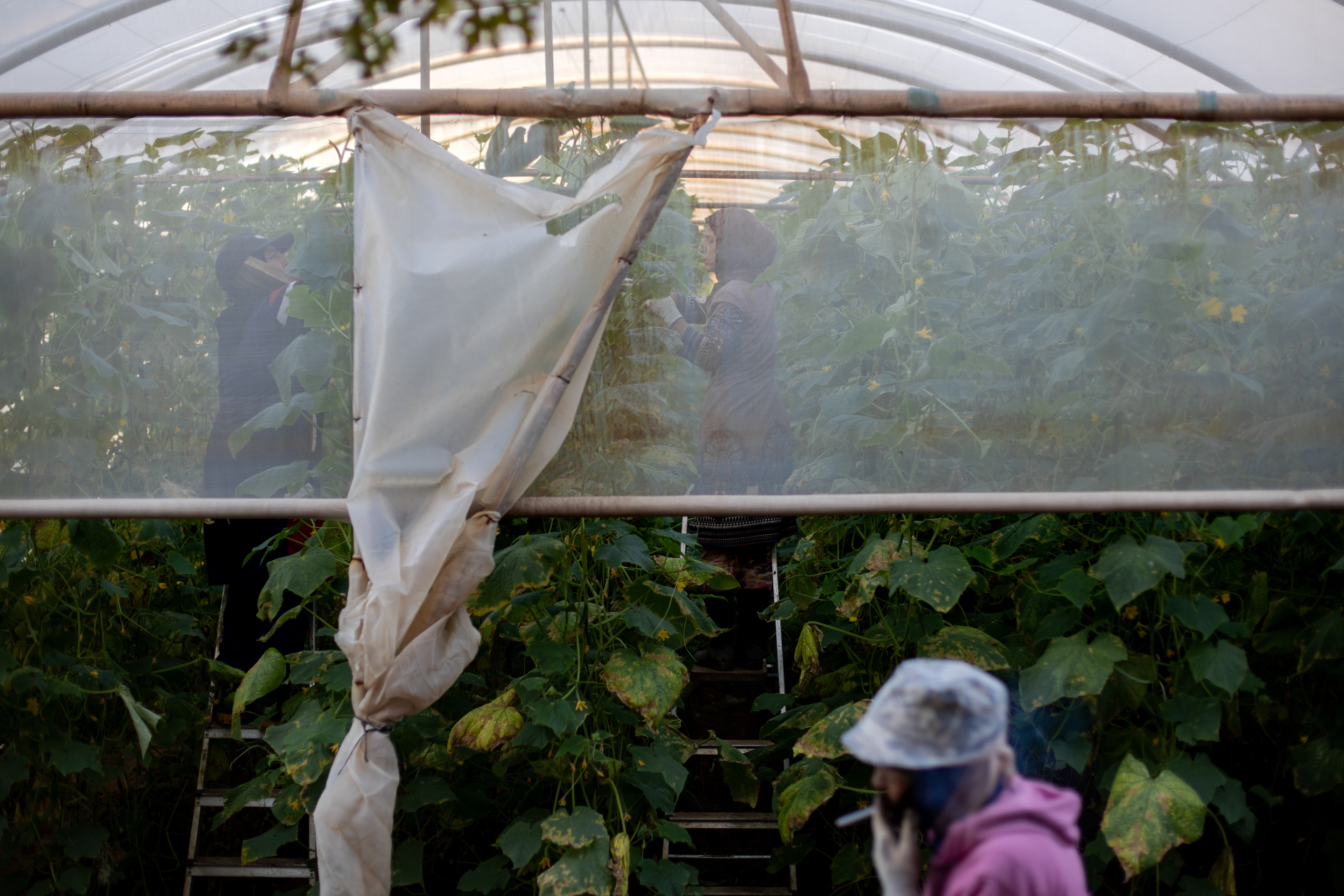 Ward, Fatma and Munira start the day early pruning and cutting dead leaves and roots from the cucumber plants in the greenhouses. They start their work in the morning in order to avoid the hottest times of the day. Syrian refugee women have become the backbone of Lebanon’s agricultural workforce, taking on grueling tasks for low pay, often in dangerous working conditions.