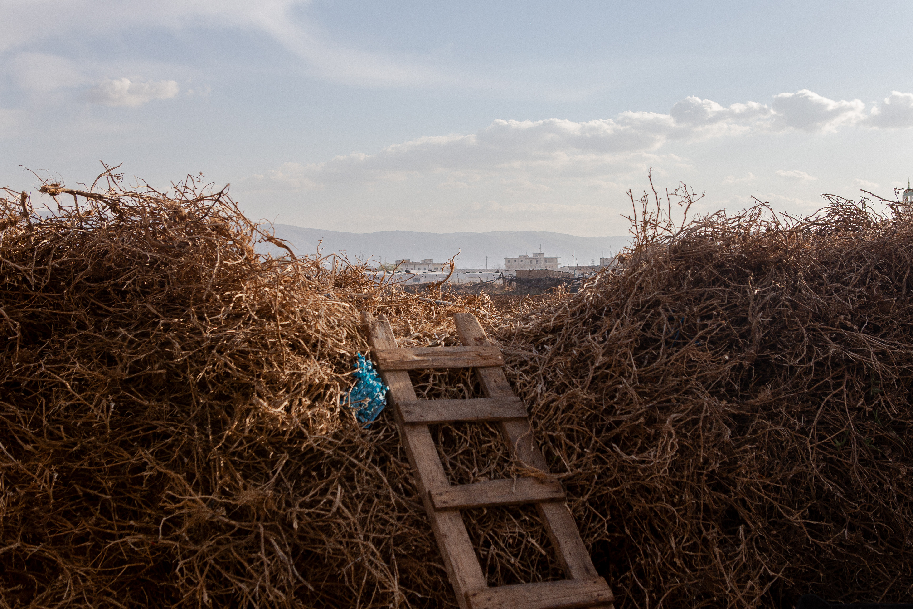 Dried tomato plants are gathered and stacked to protect a Syrian woman's home from the winter winds in the Beka Valley and providing firewood for warmth.