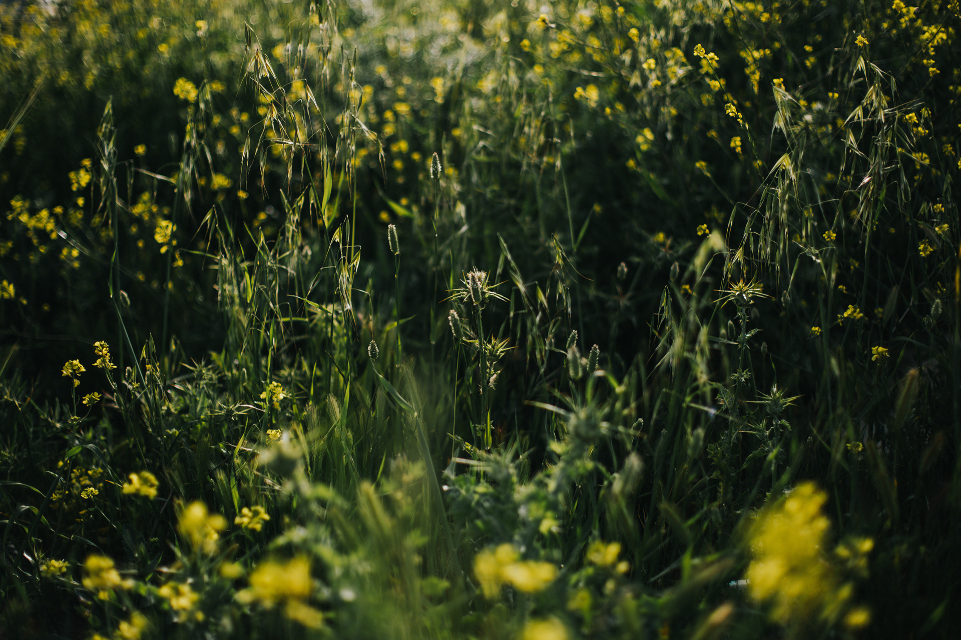 Flowers appear in Amman during spring.