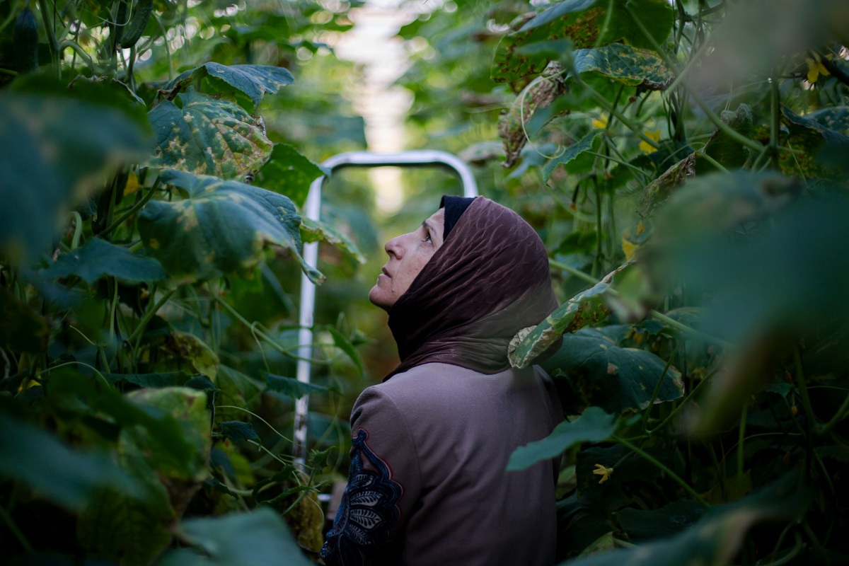 Ward looks up at the cucumber plants waiting for her sister's instruction and anticipating the work ahead. (12/14/2024)