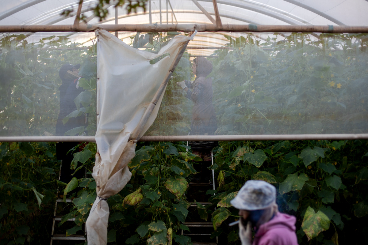 Ward, Fatma and Munira start the day early pruning and cutting dead leaves and roots from the cucumber plants in the greenhouses they work most days. (12/14/2024)