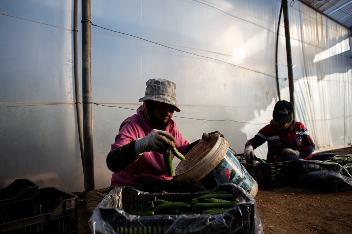 Munira* sorts the cucumbers into the baskets ready for packing alongside her sister, Fatma, after a long day of working in greenhouses picking the cucumbers. (12/15/2024)