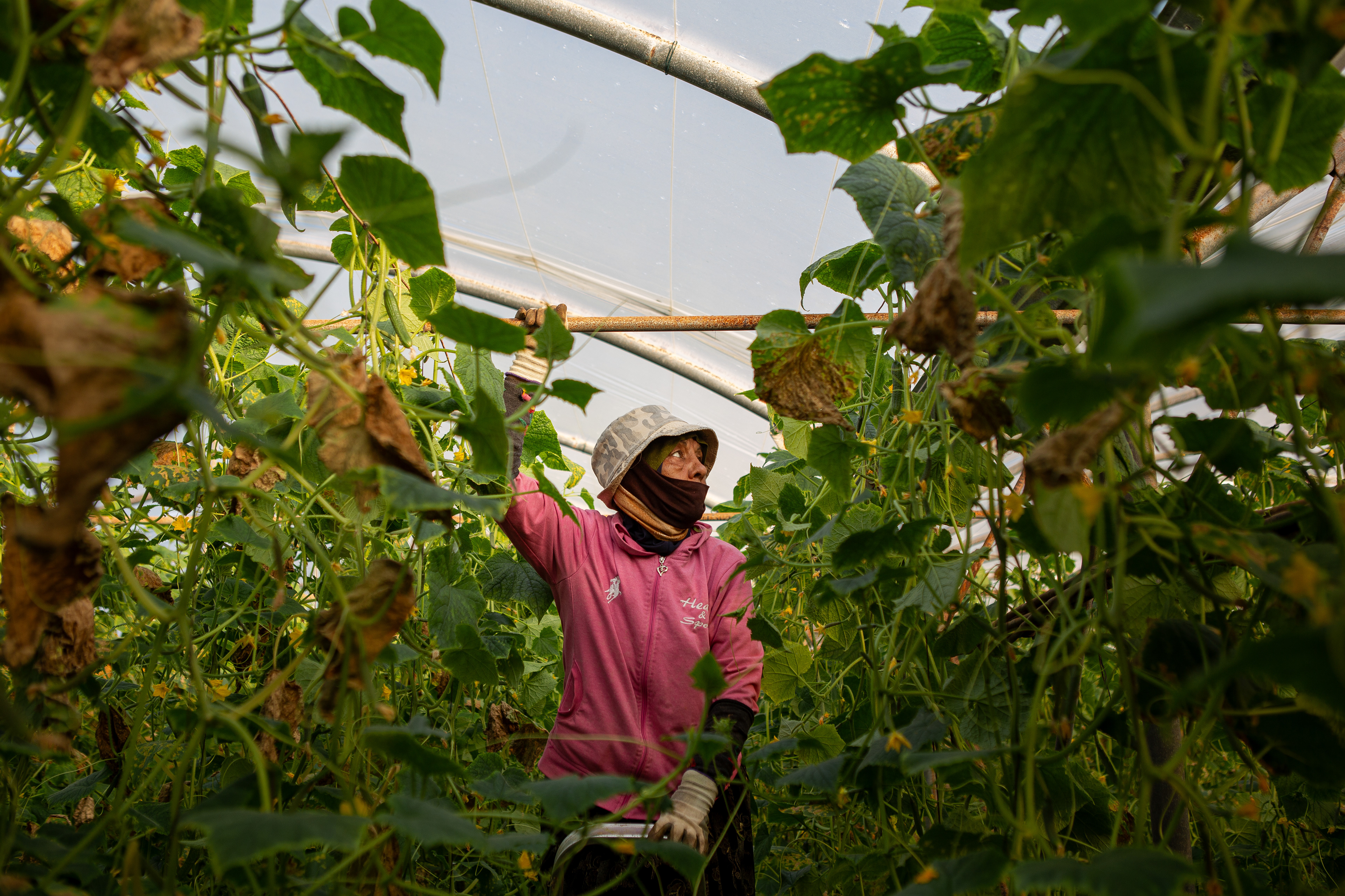 Munira*, 56, climbs a ladder in the greenhouses and catches her balance while trying to cut away the dead leaves on the cucumber plants. Munira and her sisters do most of the work on their part of the landlord's near 2 square kilometer land. Munira described a time when they employed some men to help with pesticide application and heavy lifting saying, "The men we hired didn’t want to work so I ended up having to do most of it myself."