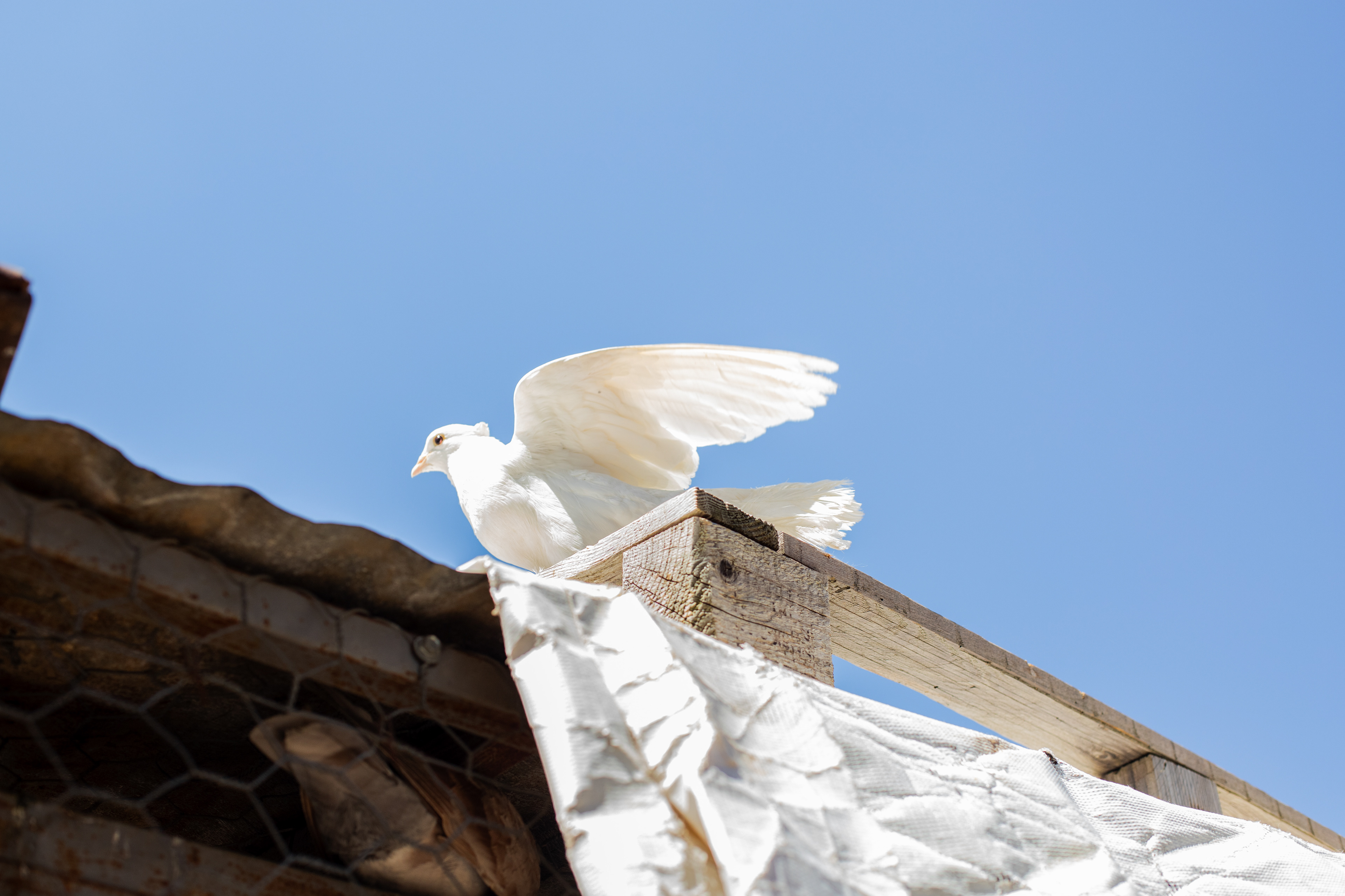 A dove prepares to fly on the top of Um Said's bird house.
