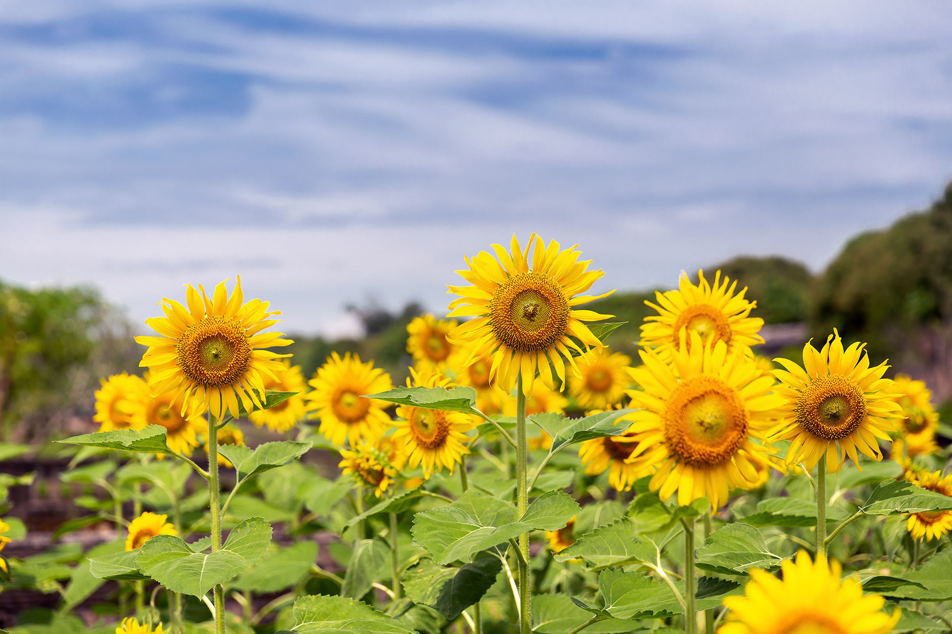 Field of Sunflowers in Hue, Vietnam {050418_Hue_055}