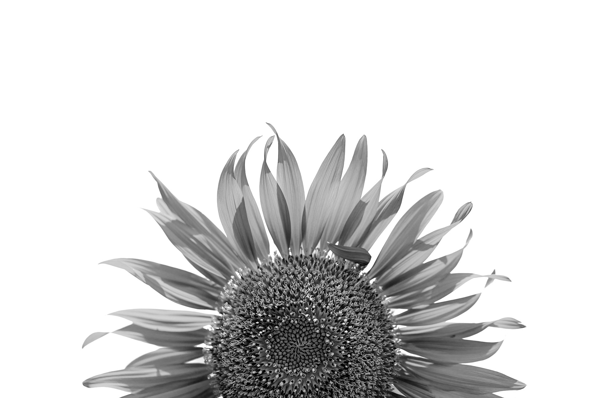 Detail of a blooming sunflower, Vietnam {050418_Hue_121}