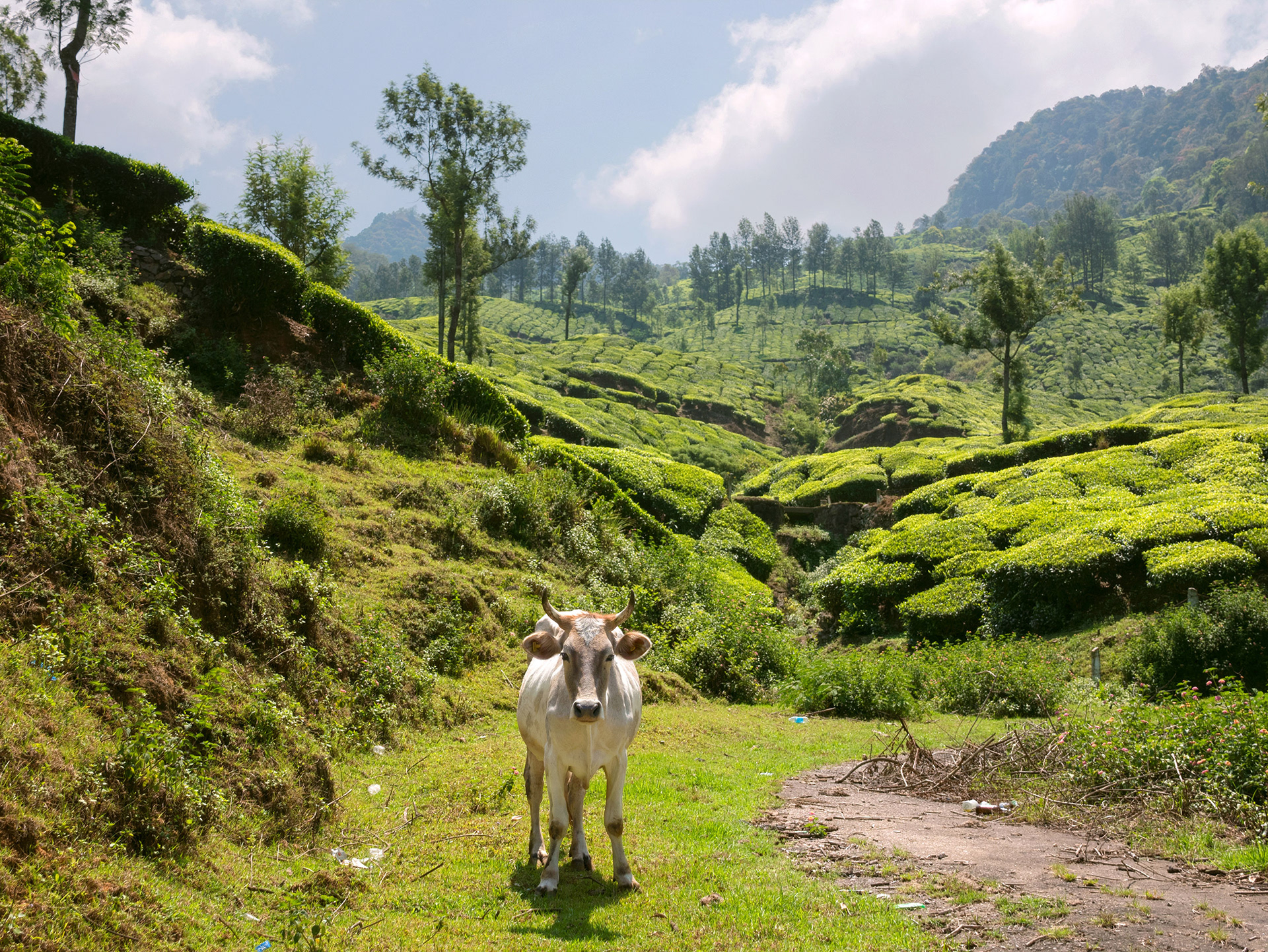 Cow near a large tea field in Munnar, India {031717_Munnar_144}
