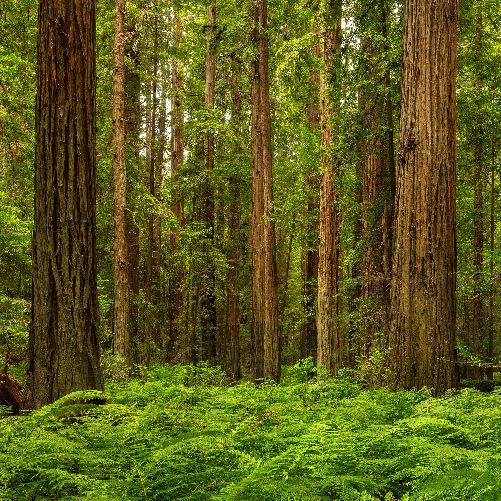 Drury Chaney Trail, Humboldt Forest, CA