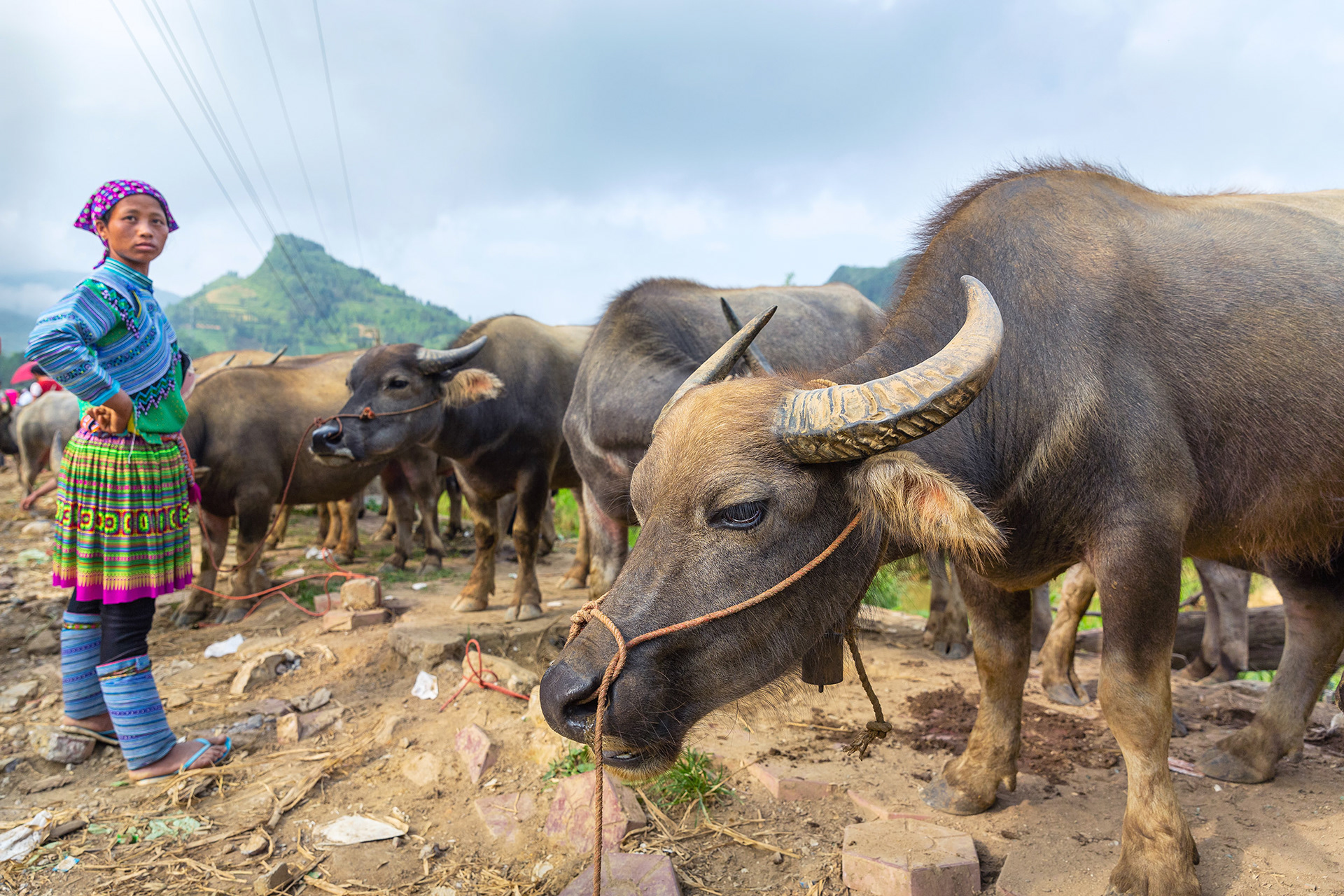 Woman at water buffalo livestock market in Bac Ha, Vietnam {052018_BacHa_022}