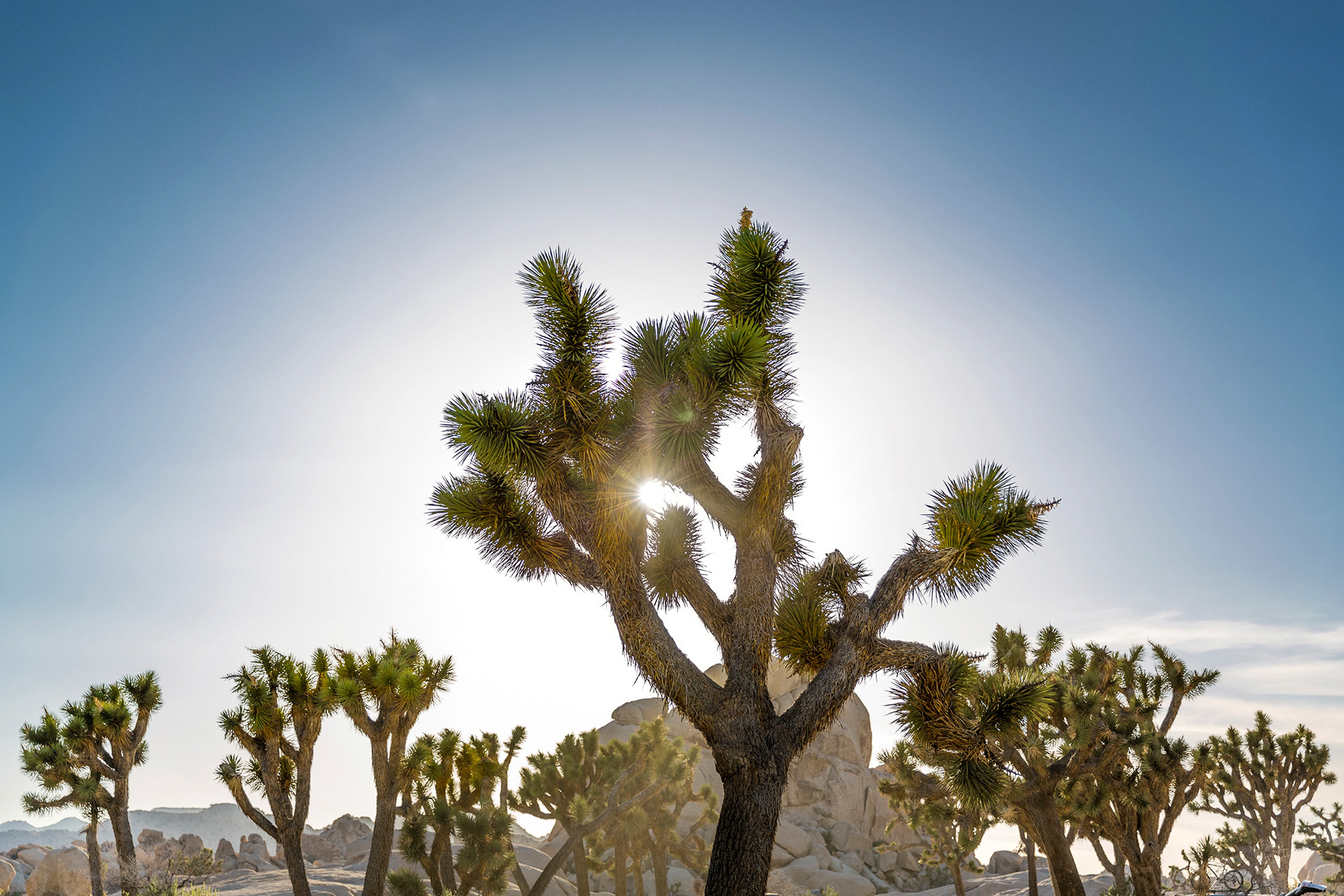 Sun shining through Joshua Tree,  CA {042217_JTree_184}