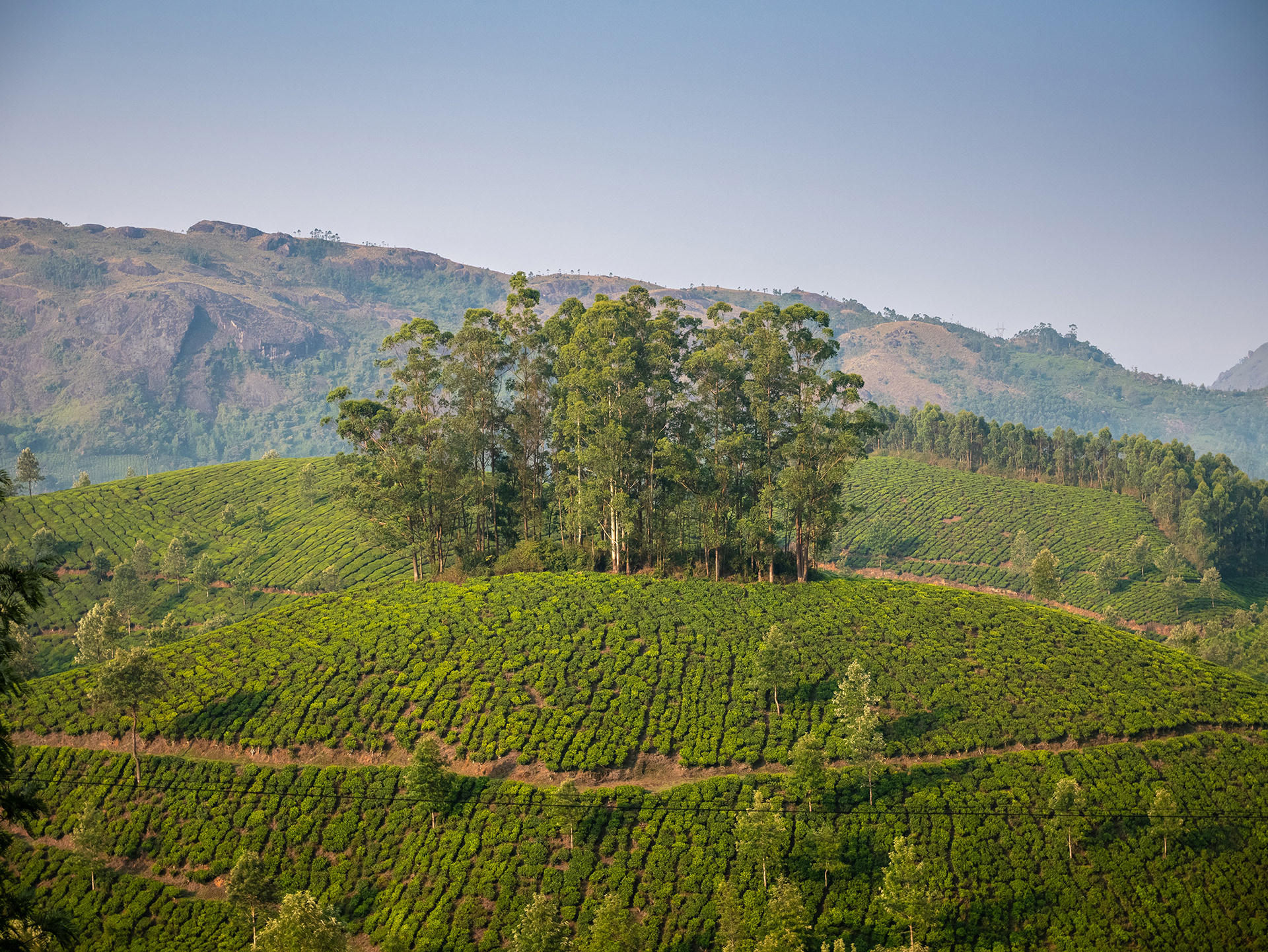 Group of trees in the middle of the teafields in Munnar, India {031717_Munnar_494}