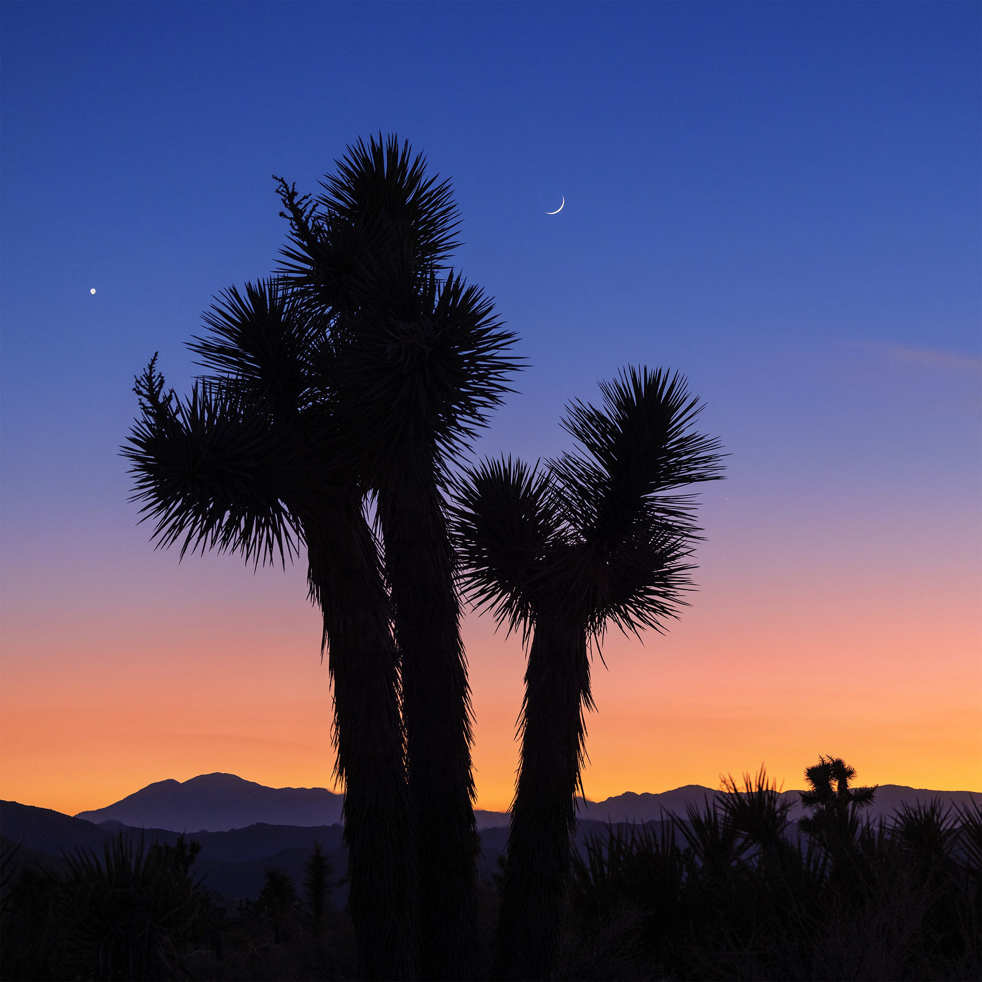 Moonrise over Joshua Tree, Joshua Tree National Park