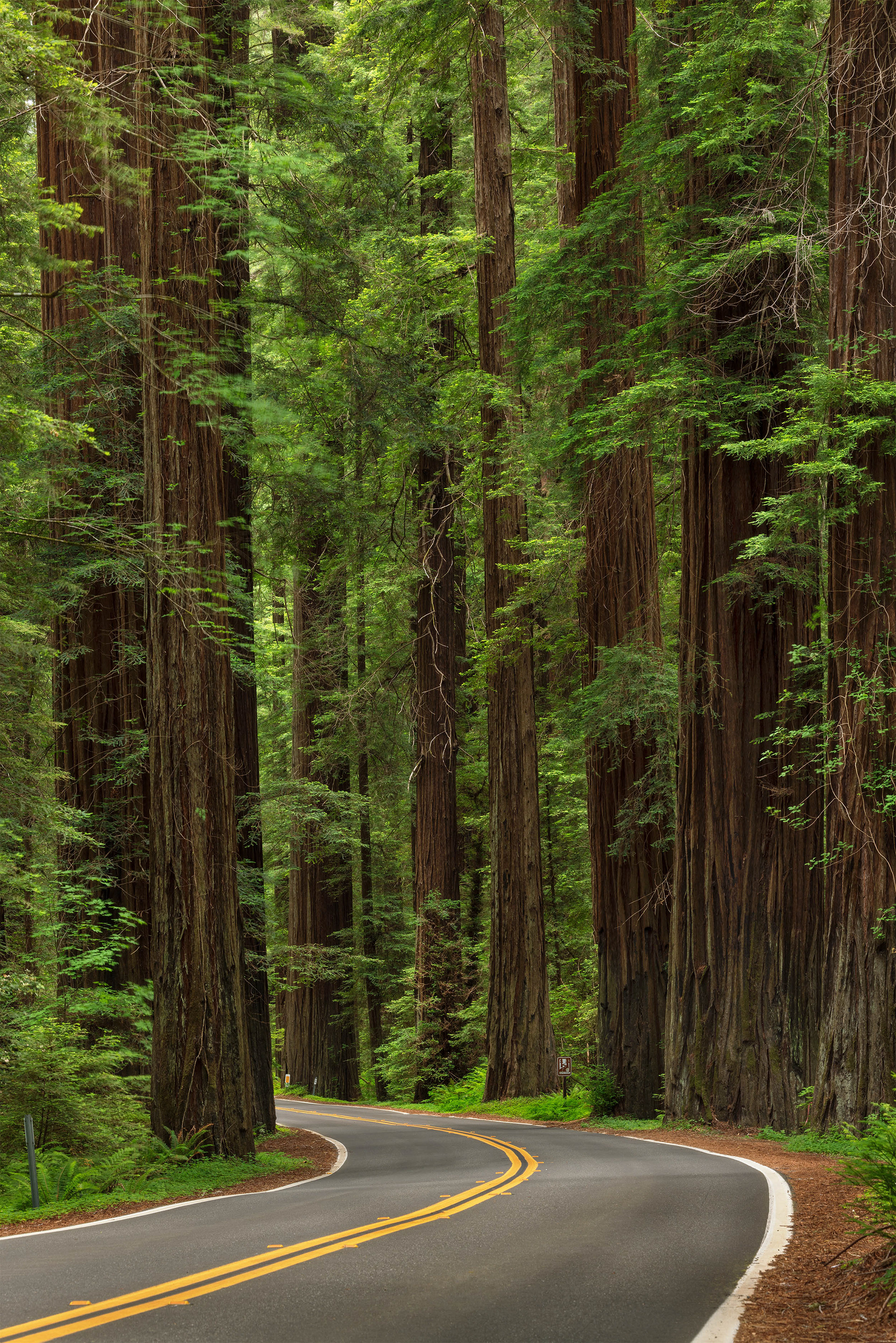 Avenue of the Giants, Humboldt, CA