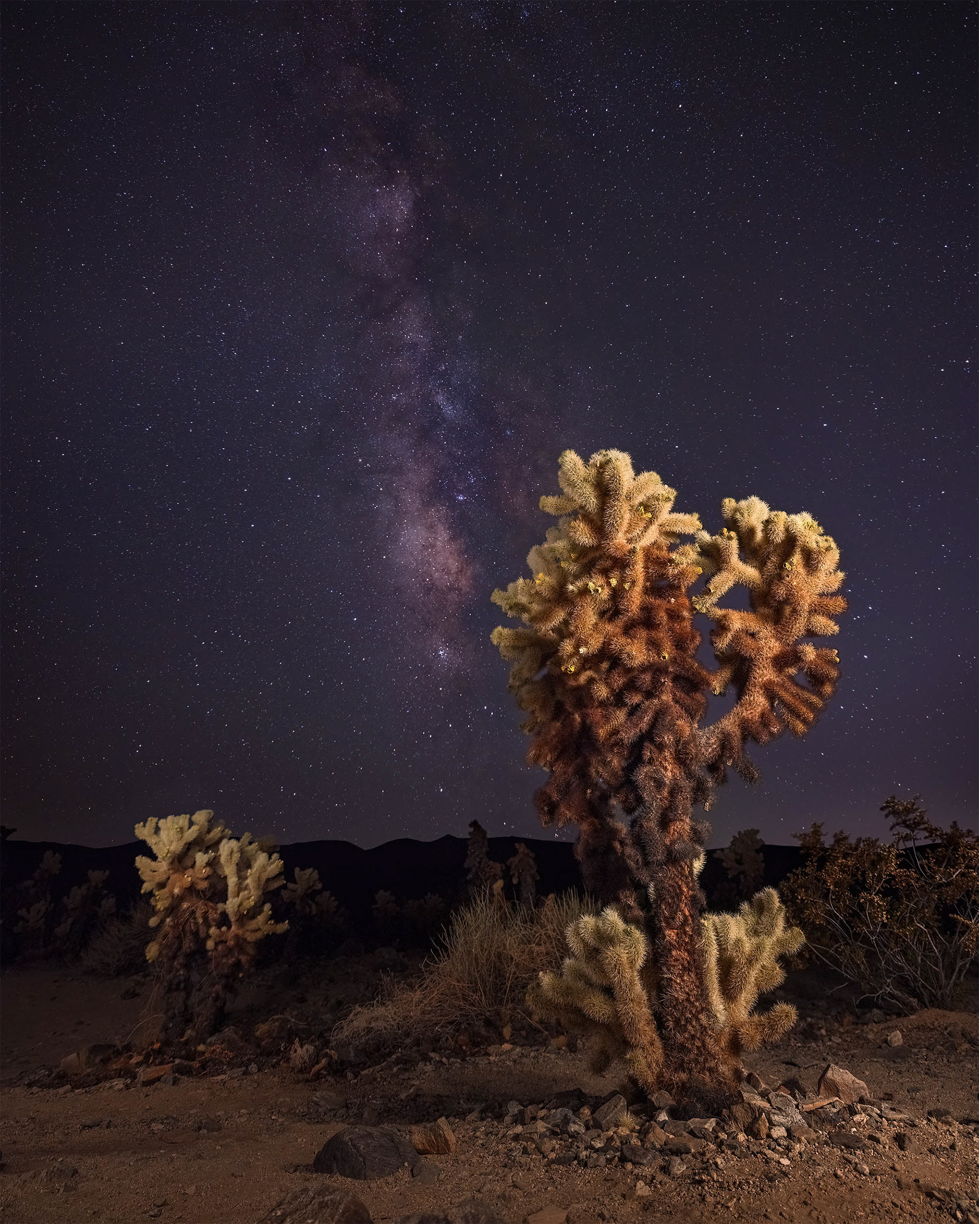 Milky Way over a Cholla Cactus, Joshua Tree National Park