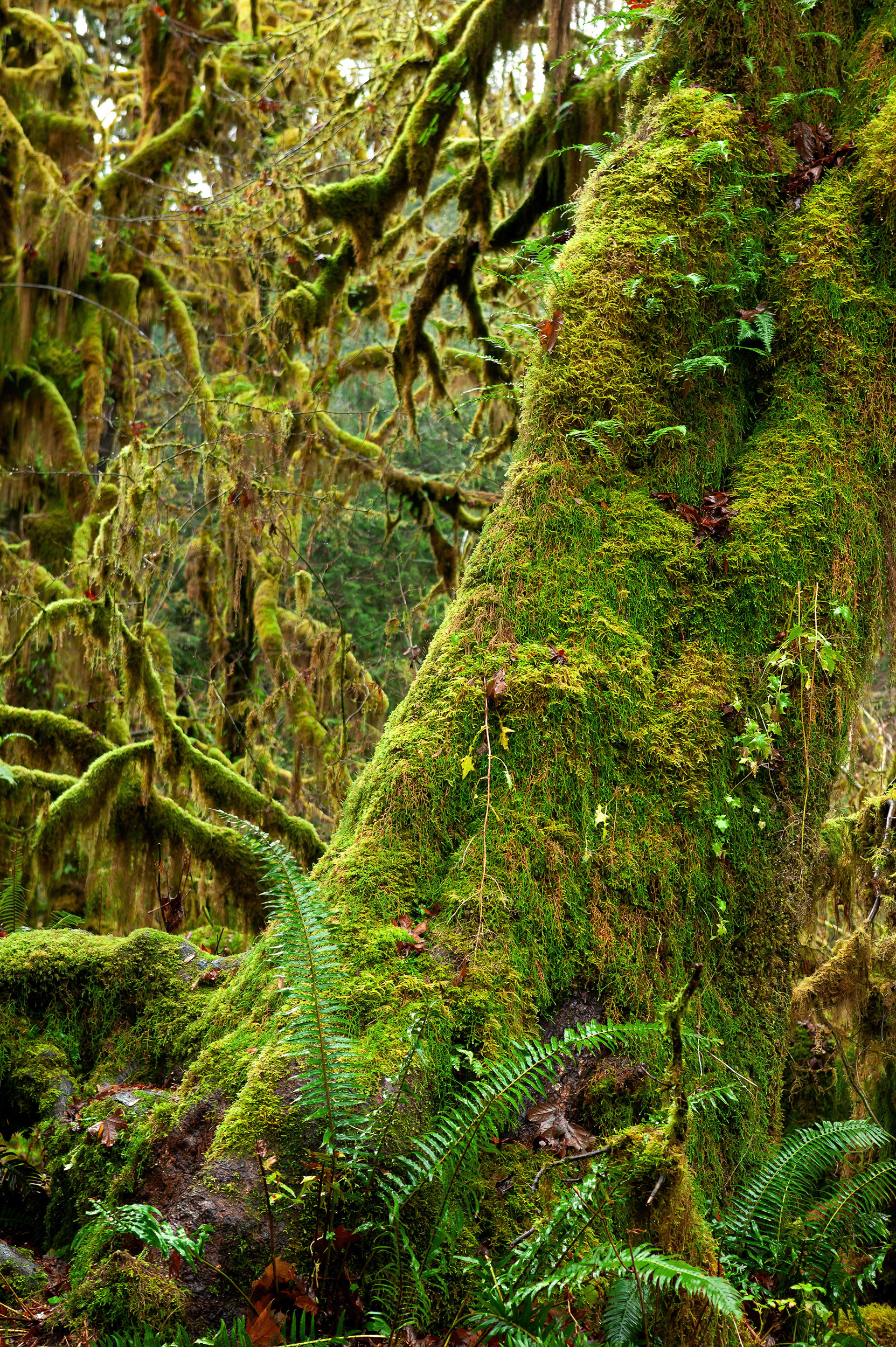 Moss covered tree  at Hoh Rain Forest, Forks, WA { 7BDS9409_Hoh}