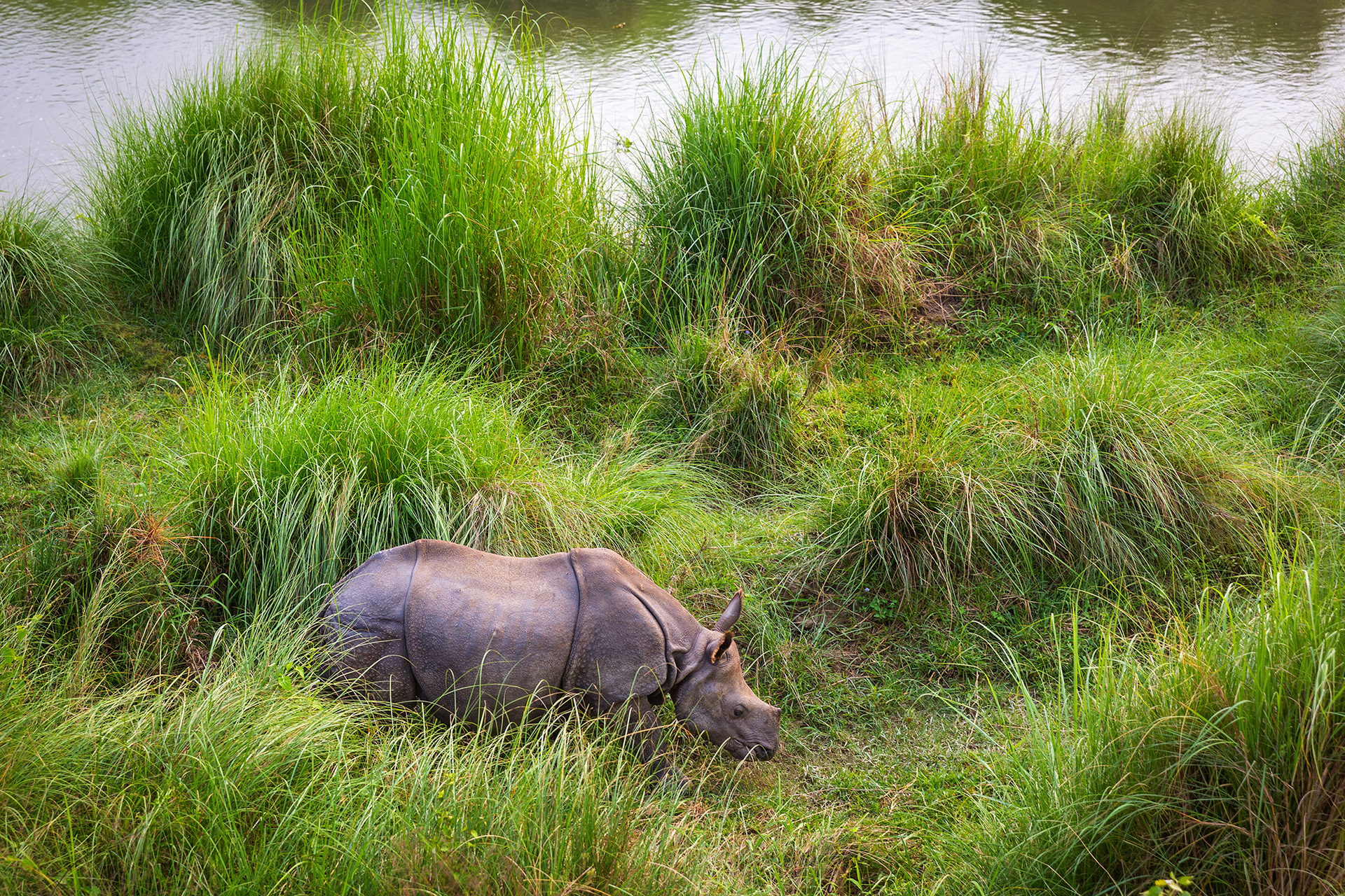 Grazing young rhinoceros at Chitwan National Park, Nepal {040118_Nepal_2058}