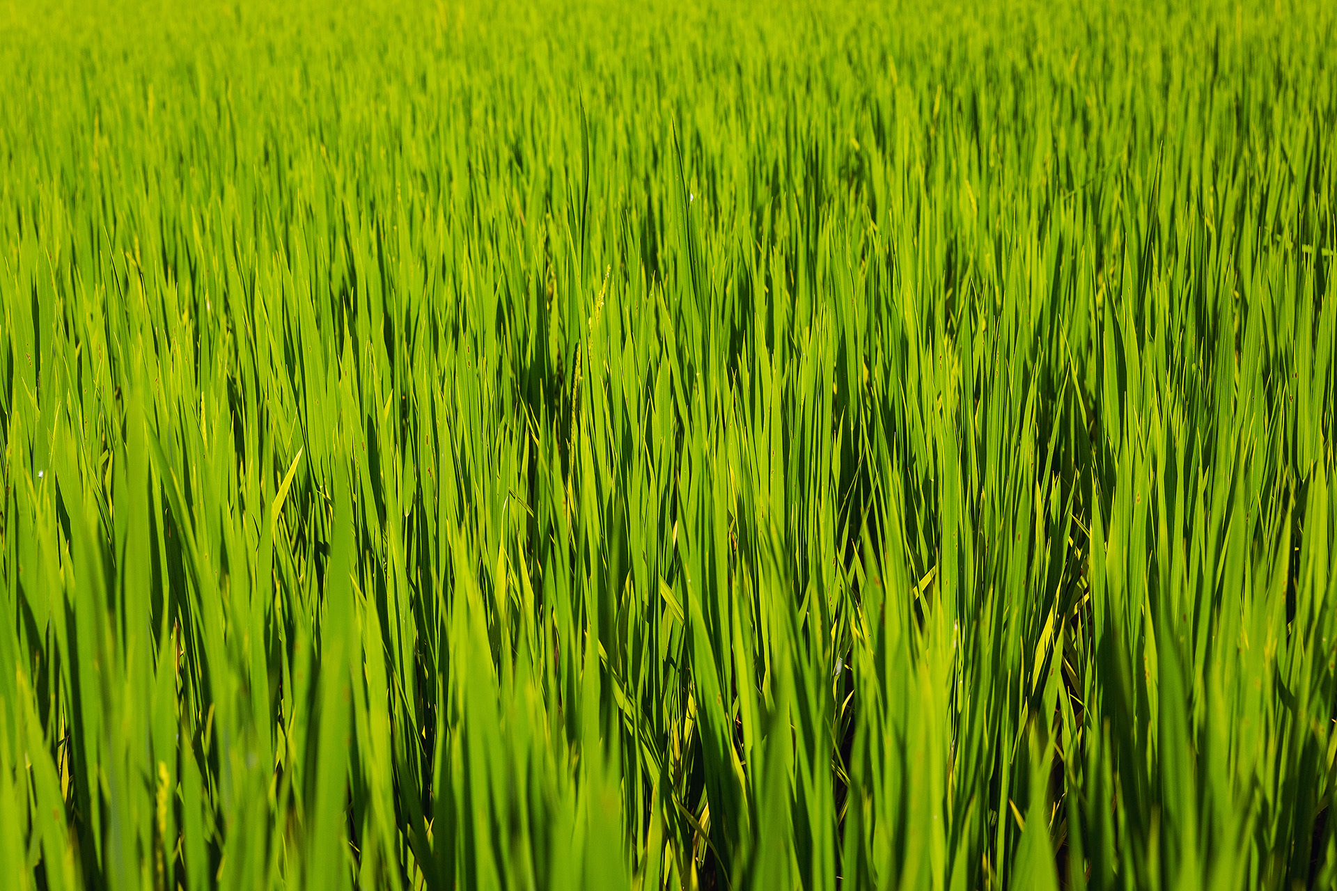 Detail of green rice field, Vietnam {052718_HaGiang_639}