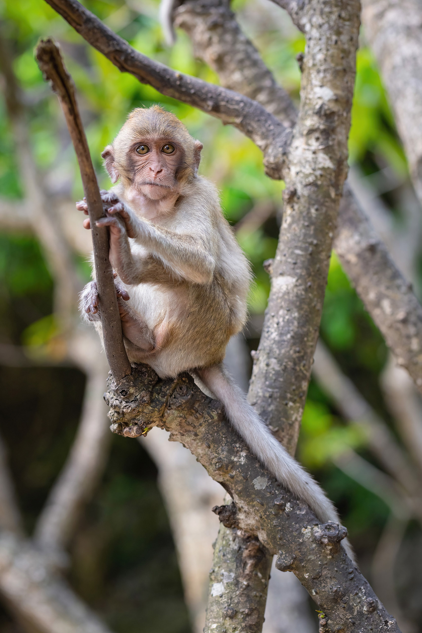 Long-tailed Macaque monkey, Vietnam {051118_CatBa_228}