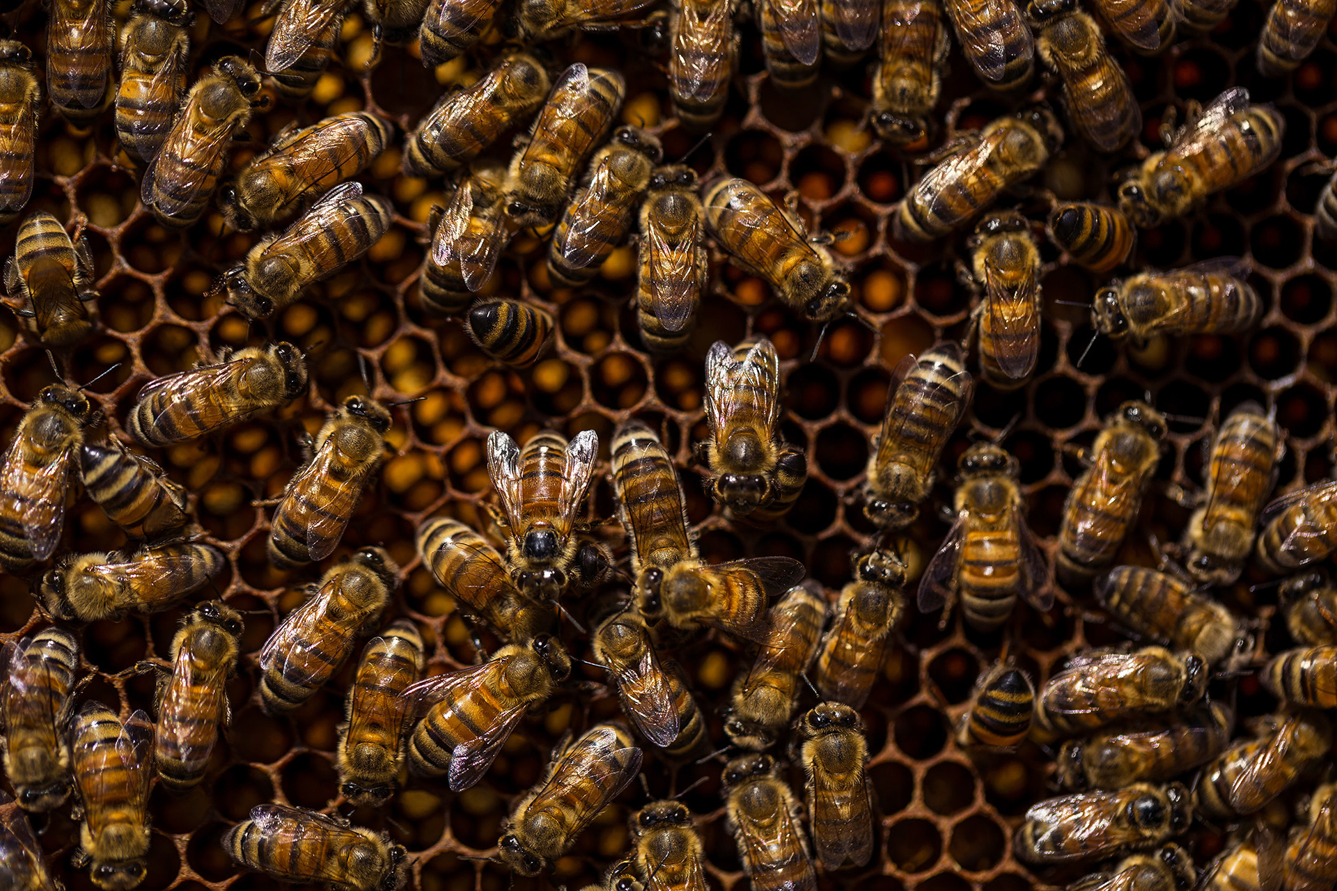 Detail of bees on honeycomb in beehive, CA {051317_BEE_58}