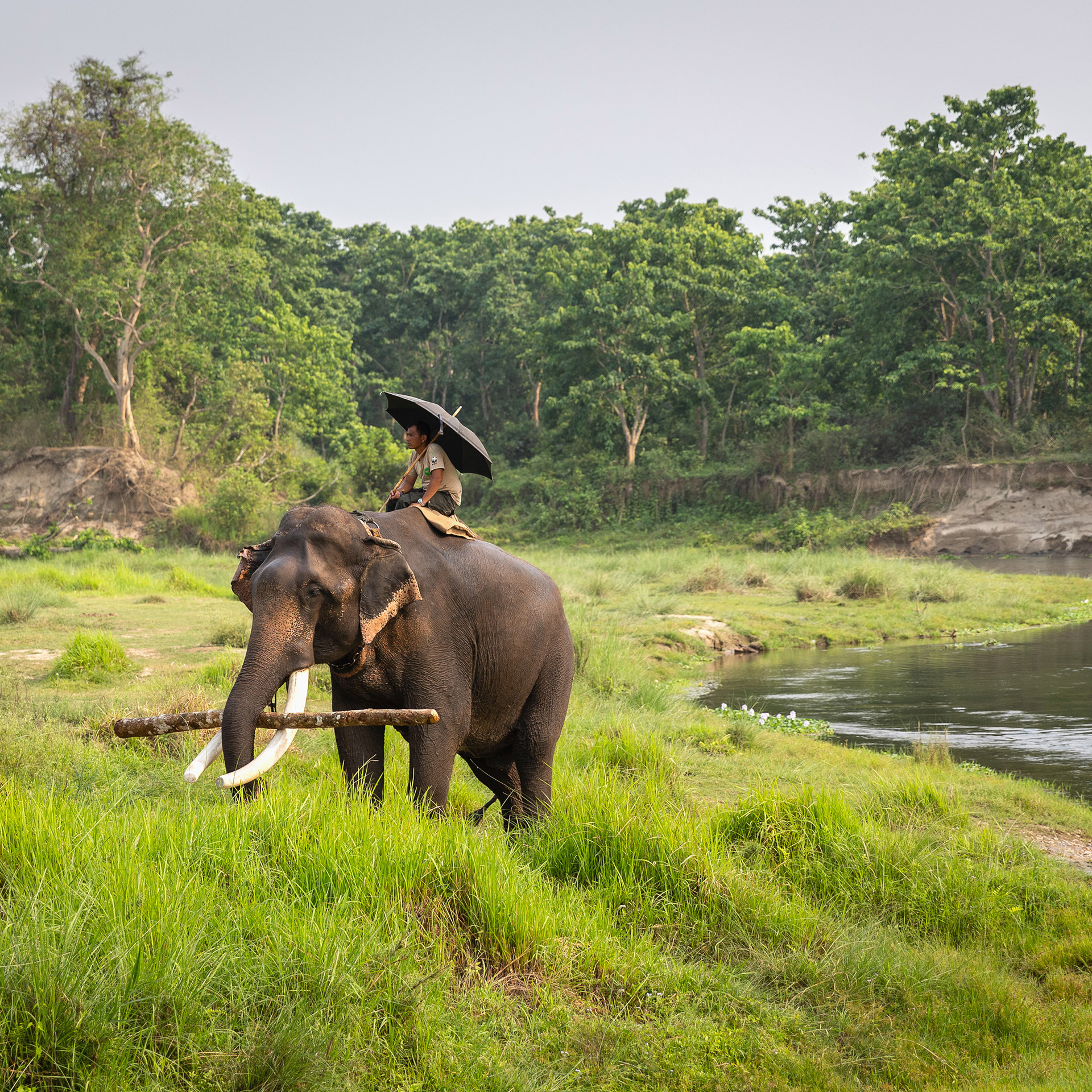 Man riding on top of an elephant at Chitwan National Park, Nepal {040118_Nepal_1756}