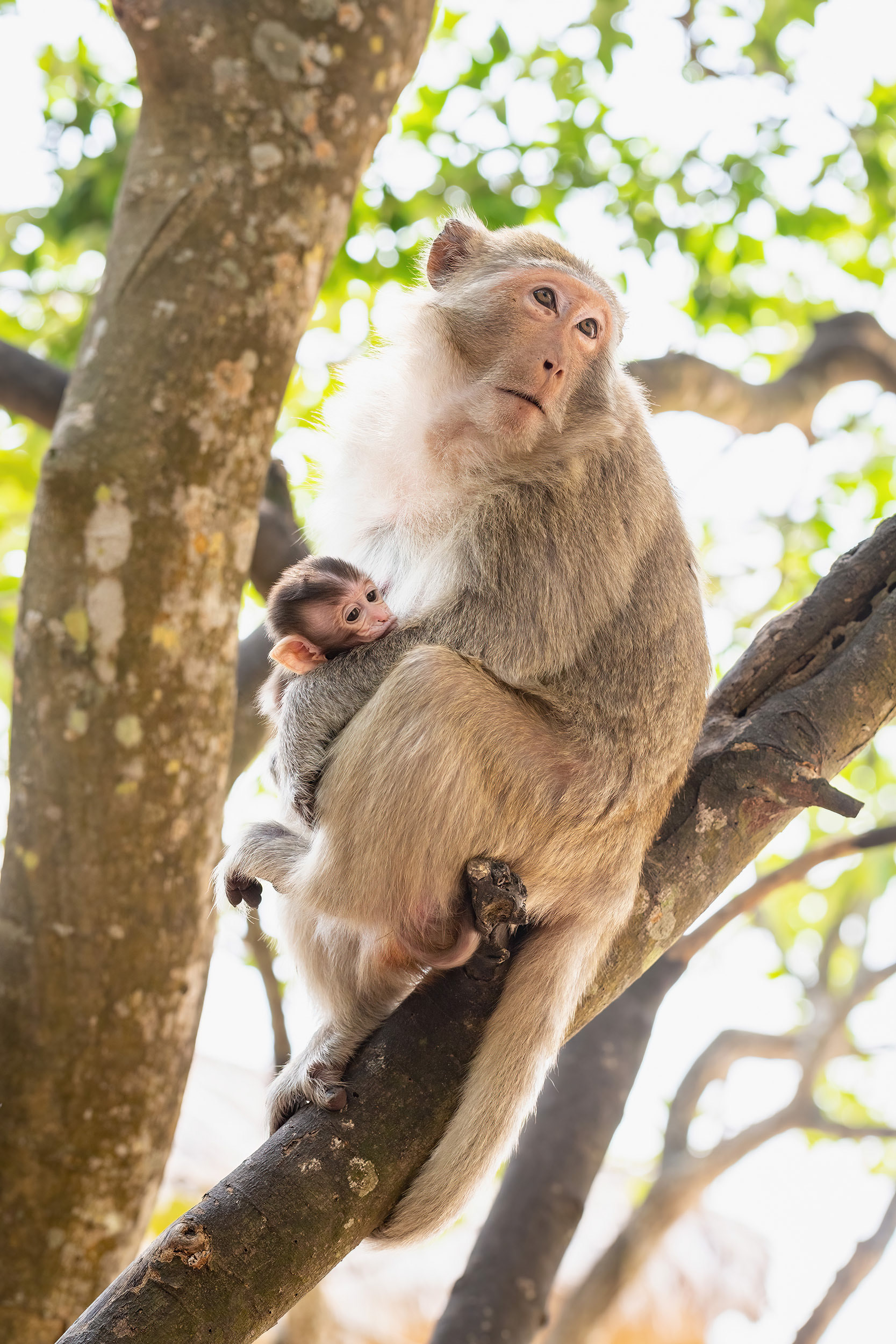 Long-tailed Macaques monkey nursing child, Cat Ba Island, Vietnam {051118_CatBa_193}