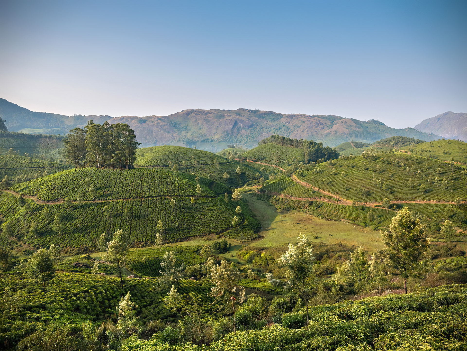 Morning view of hillside tea fields, Munnar, India {031717_Munnar_499}