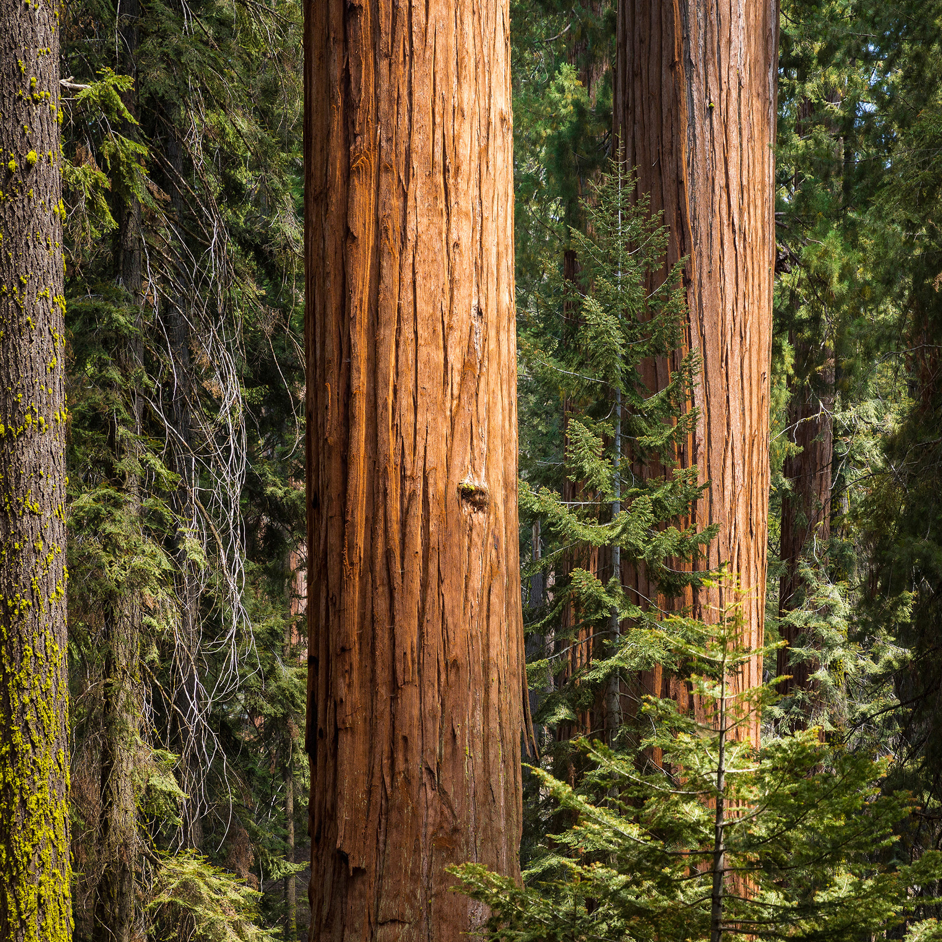 Trunk of redwood tree, Redwood National Park, CA {082117_CA_056}