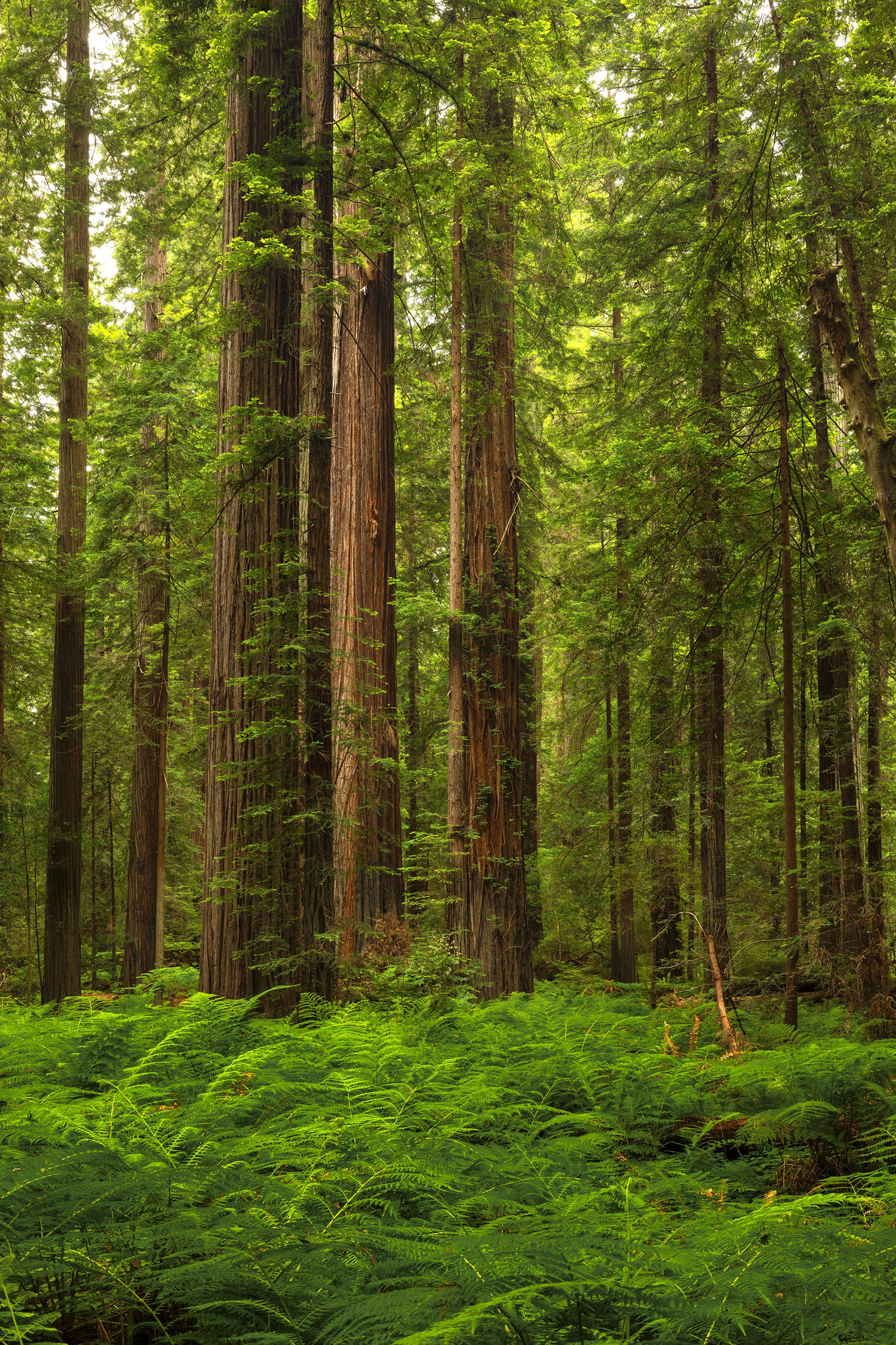 Grieg French Bell, Humboldt, CA