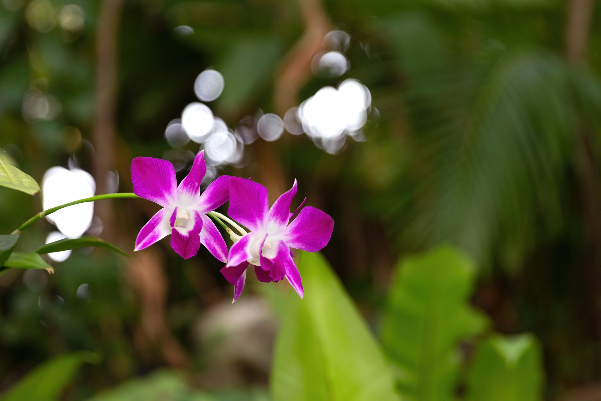 Blooming pink orchid flower, Cambodia {060718_PhnomPen-185}