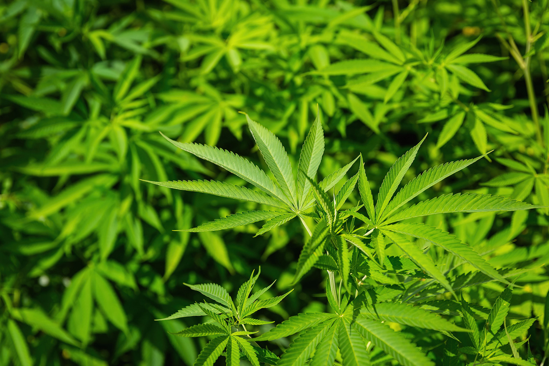 Field of Marijuana plants, Vietnam {052718_HaGiang_589}
