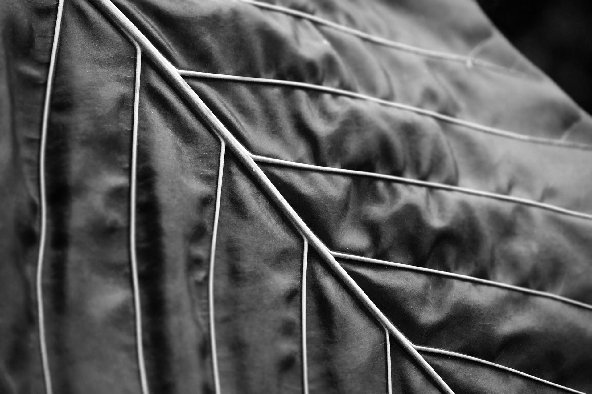 Detail of leaf, Oahu, Hawaii {110617_Oahu_33}