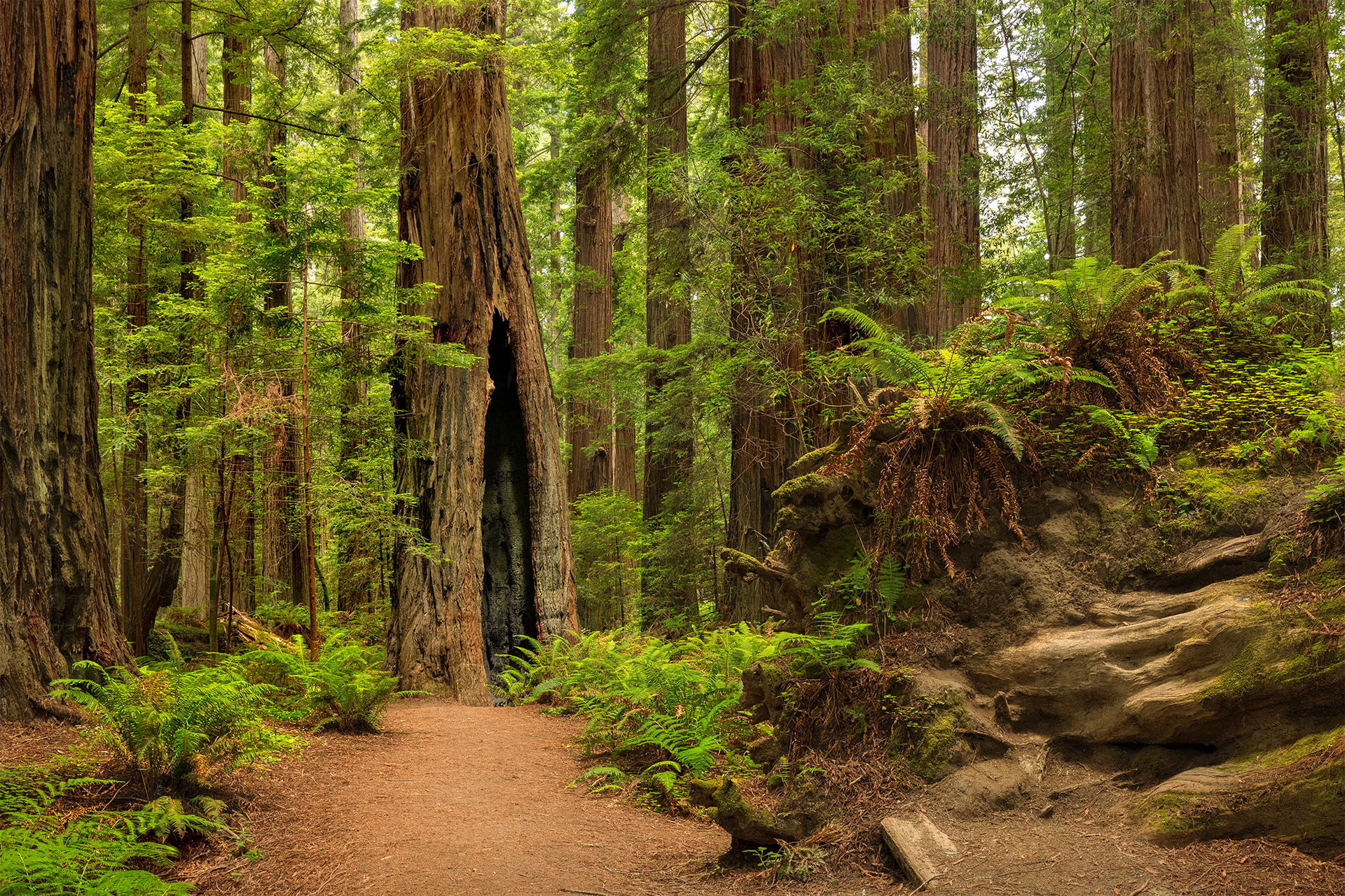 Drury Chaney Trail, Humboldt Forest, CA