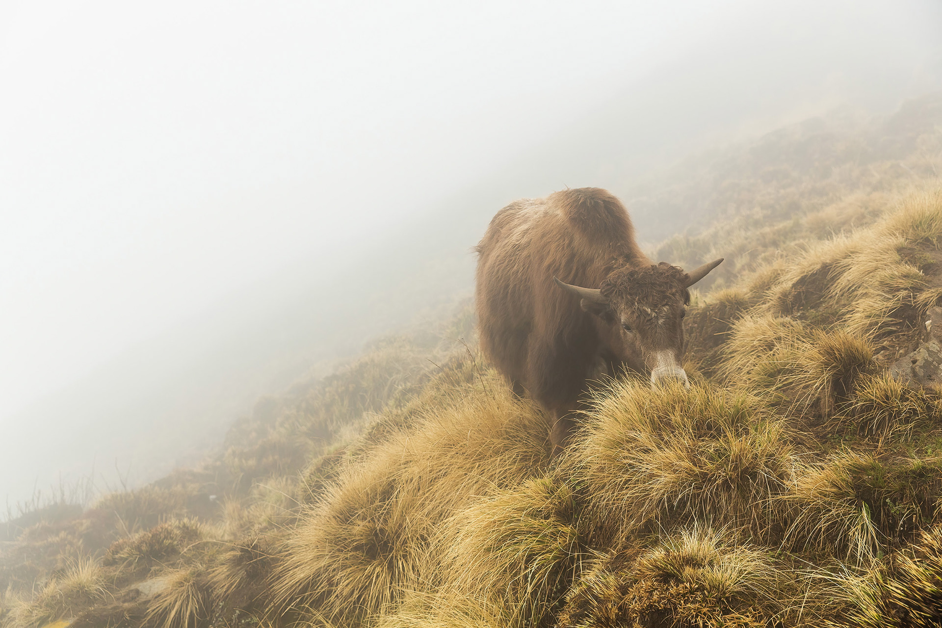 A single yak eating on the side of the Mardi Hiimal mountainside, Nepal {040118_Nepal_1756}