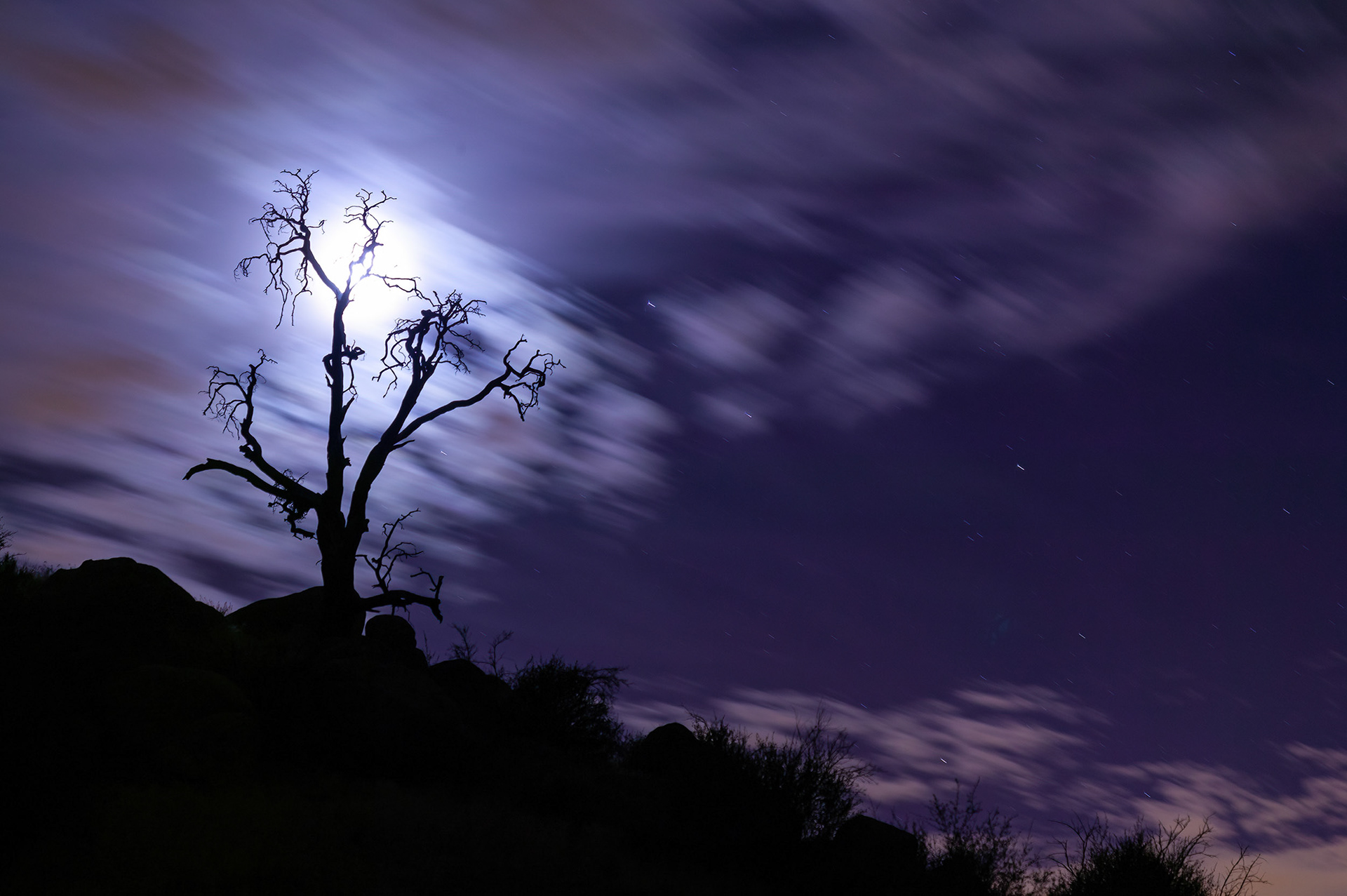 Moon shining through a tree at night, CA {7BDS4160_Night_Tree}