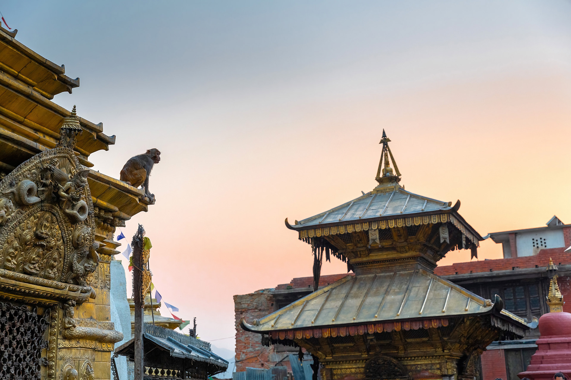 Monkey watching the sunset at the Swayambhunath Stupa complex, Kathmandu, Nepal {040118_Nepal_2390}