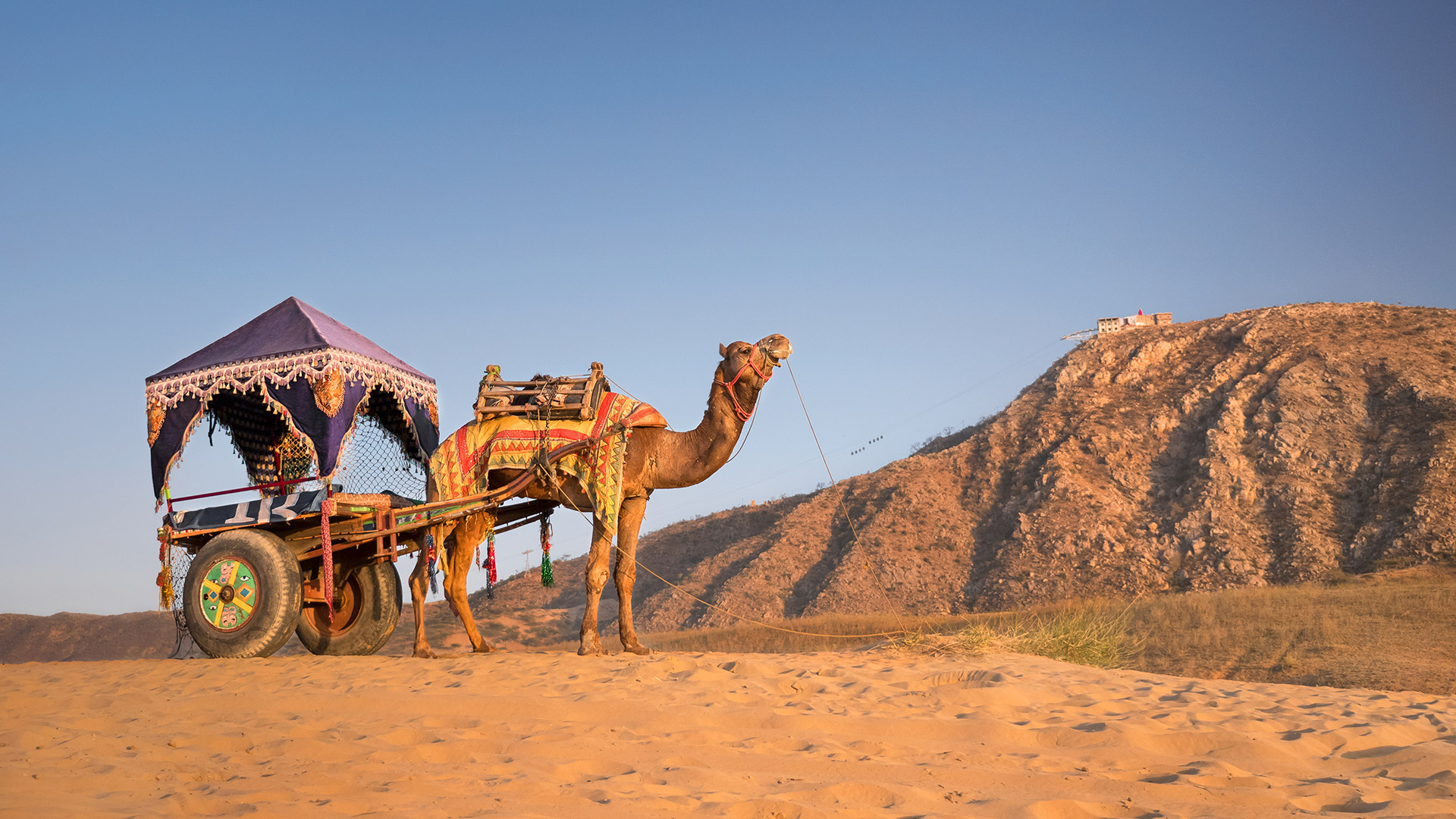 Camel and decorated camel cart in desert in Pushkar, India {030217_Pushkar_380}